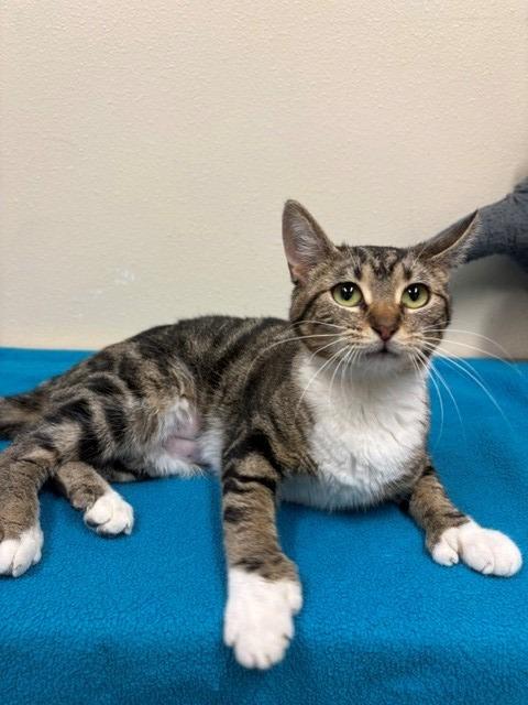 Suzy, Adopted, Young Female Domestic Short Hair.