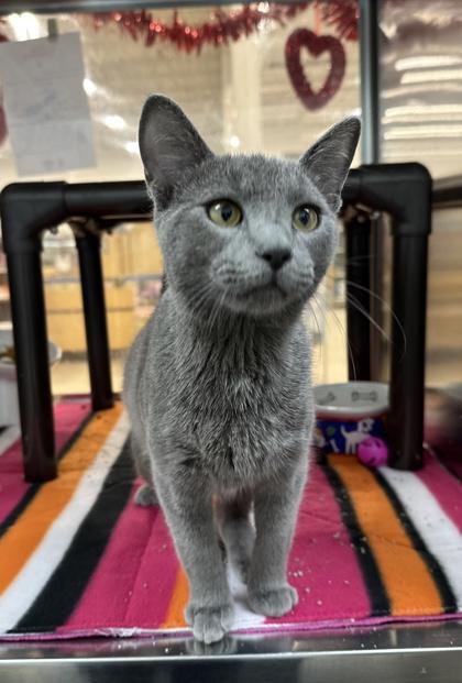 Moonshine, a Adoptable mixed breed in Grapevine, TX image 2/2