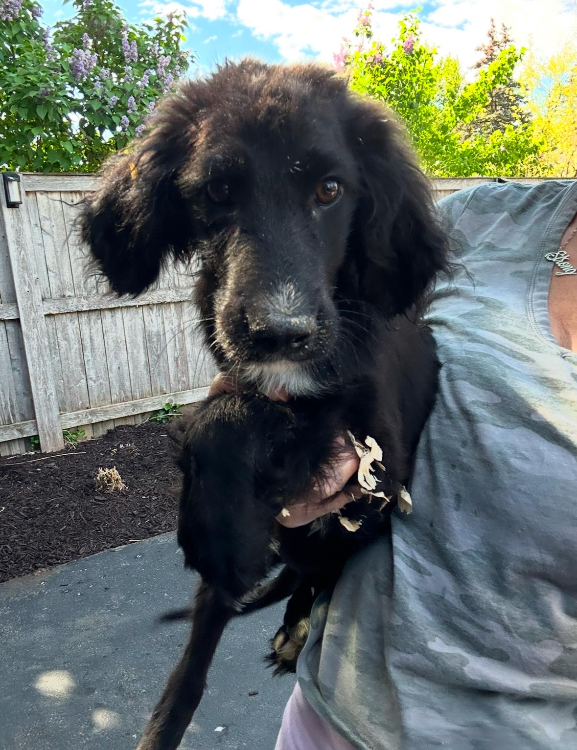 Wasabi, an adoptable Goldendoodle, Golden Retriever in Arlington Heights, IL, 60004 | Photo Image 4
