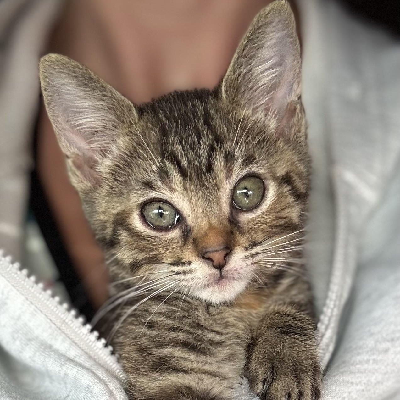 Penny, a Adoptable Domestic Short Hair in Bonita Springs, FL image 1/4