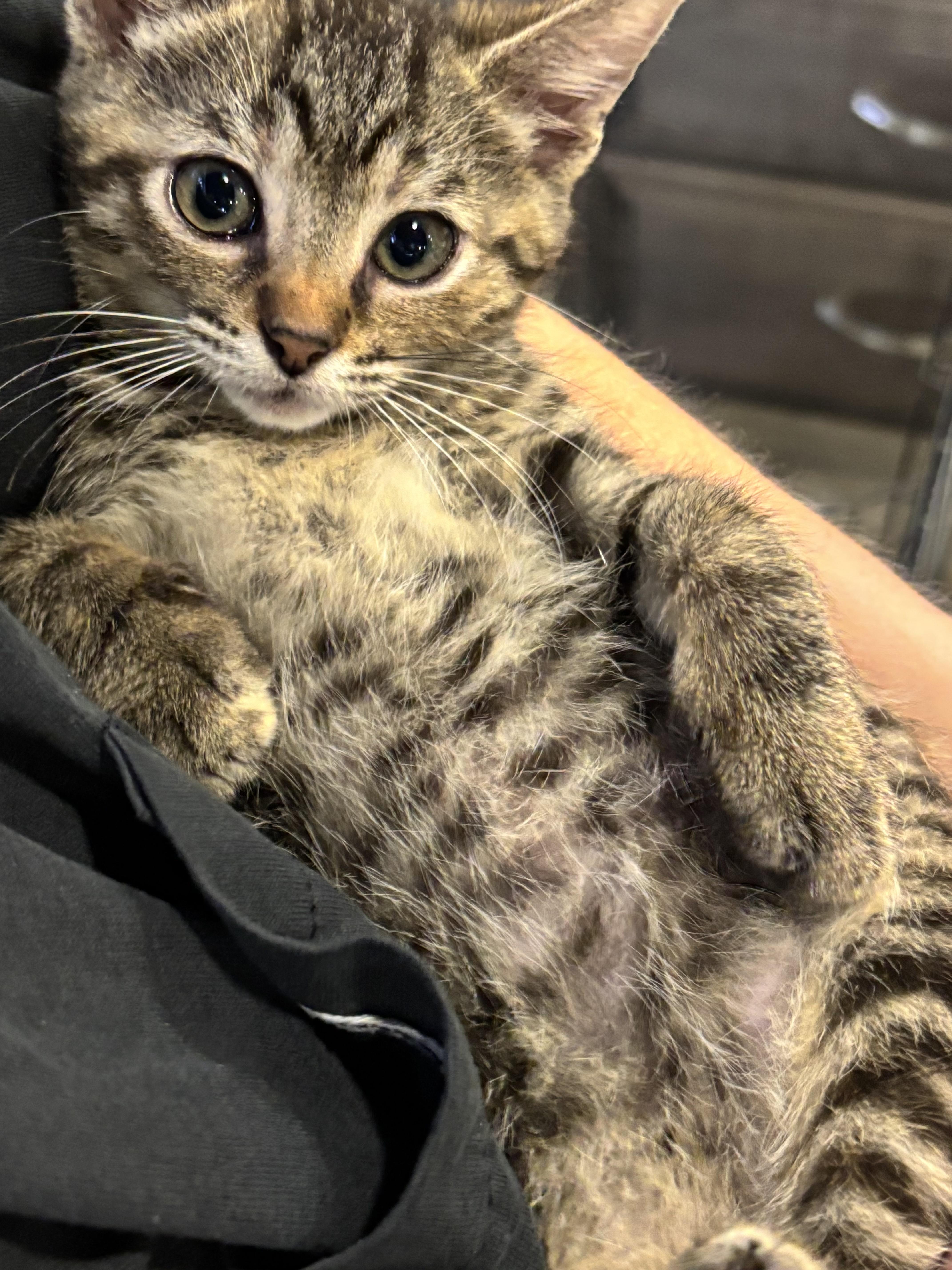 Penny, a Adoptable Domestic Short Hair in Bonita Springs, FL image 2/4