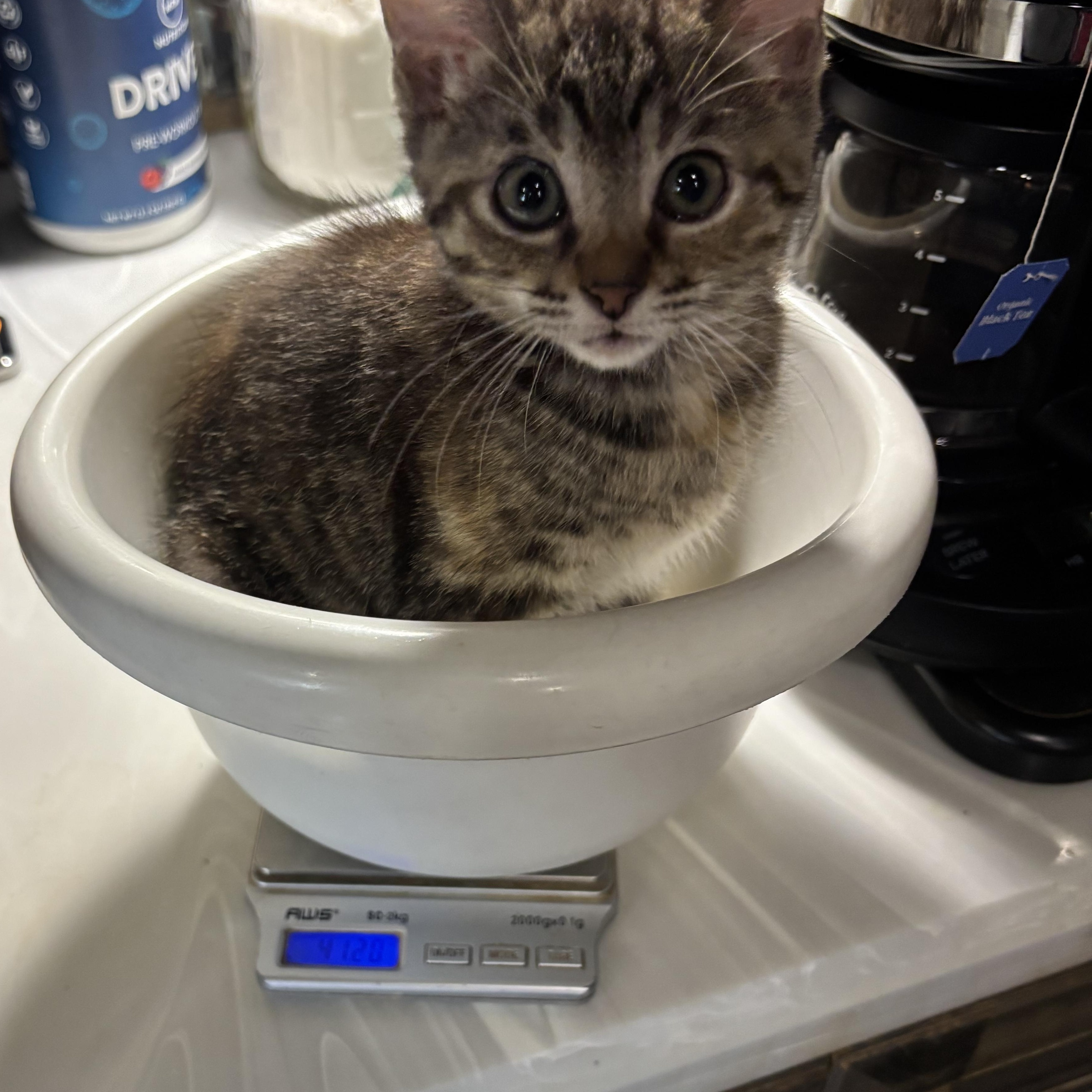 Penny, a Adoptable Domestic Short Hair in Bonita Springs, FL image 3/4