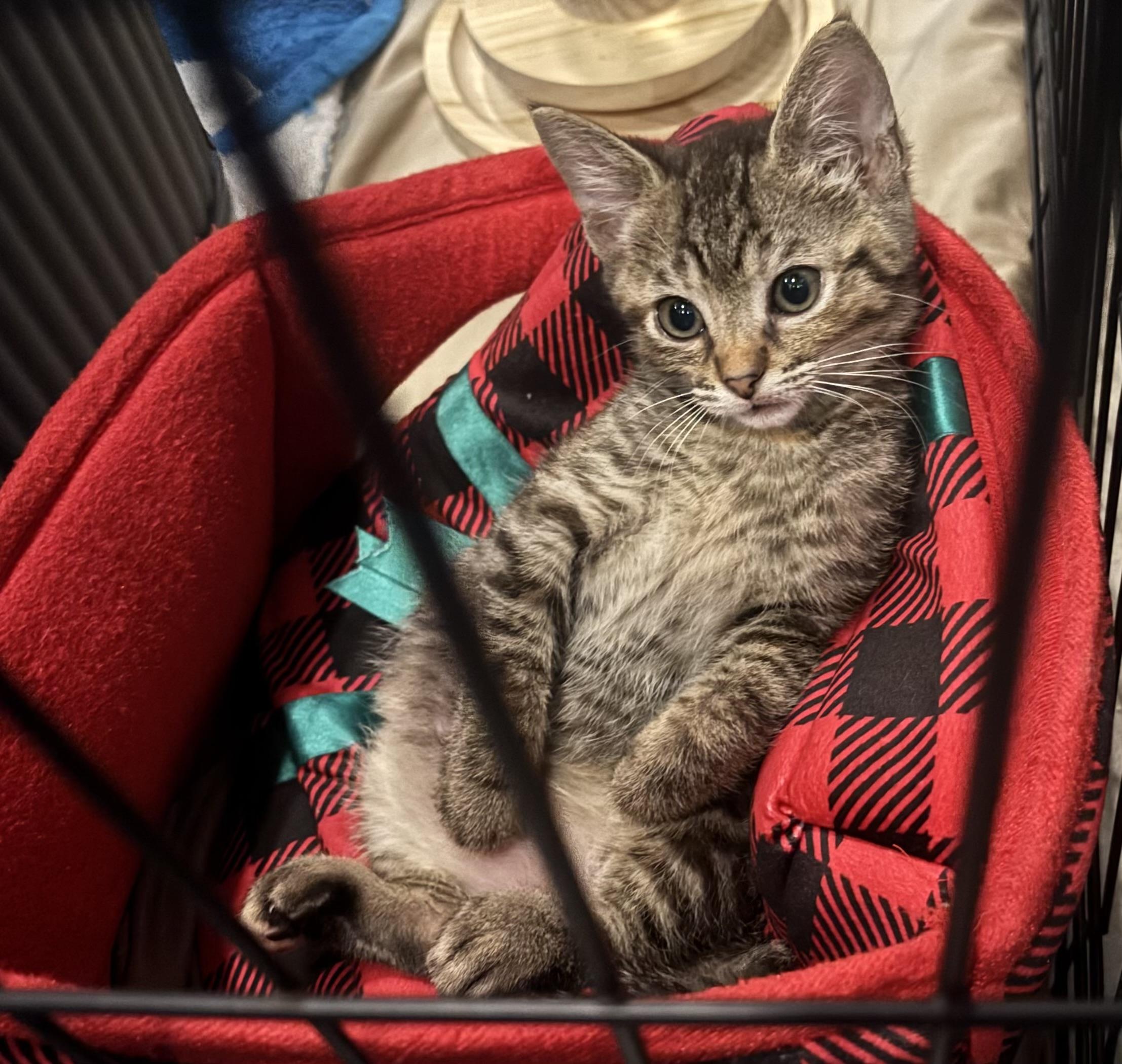 Penny, a Adoptable Domestic Short Hair in Bonita Springs, FL image 4/4