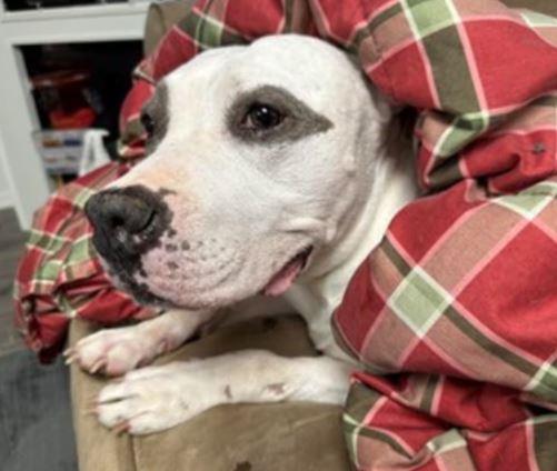 Gracie Lou thumbnail 3