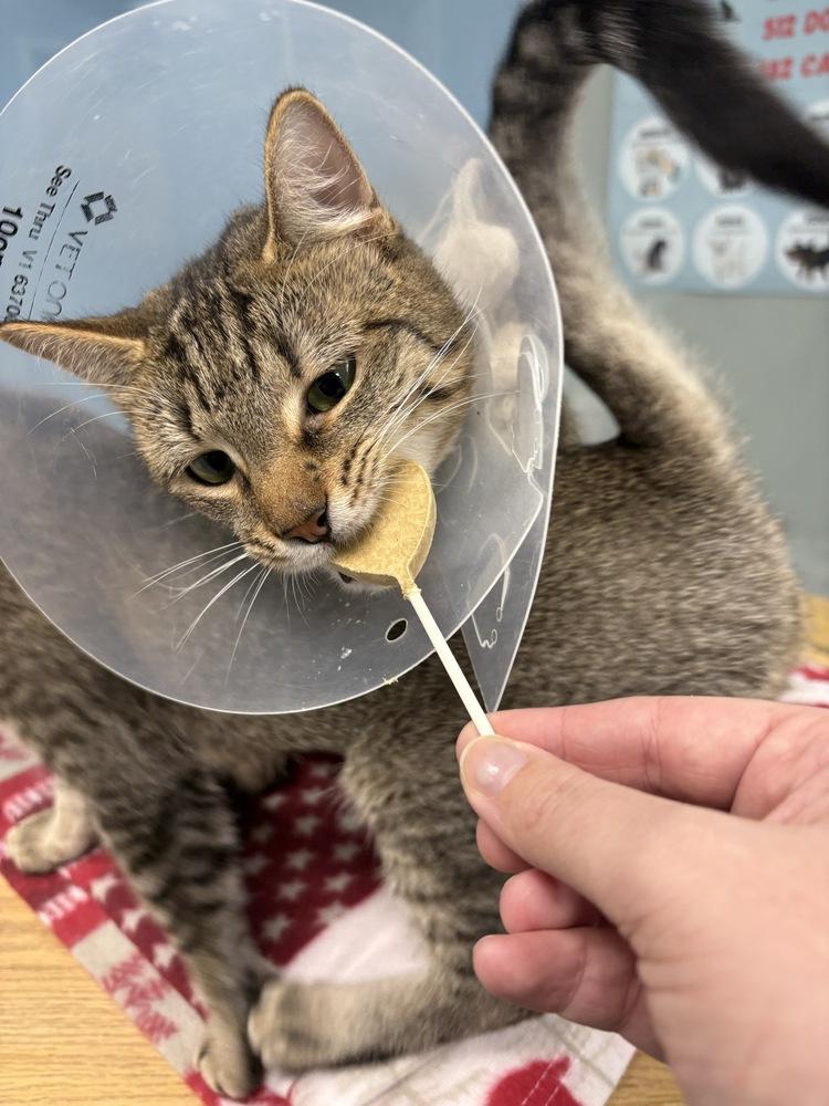 Marina, Adoptable, Young Female Domestic Short Hair.