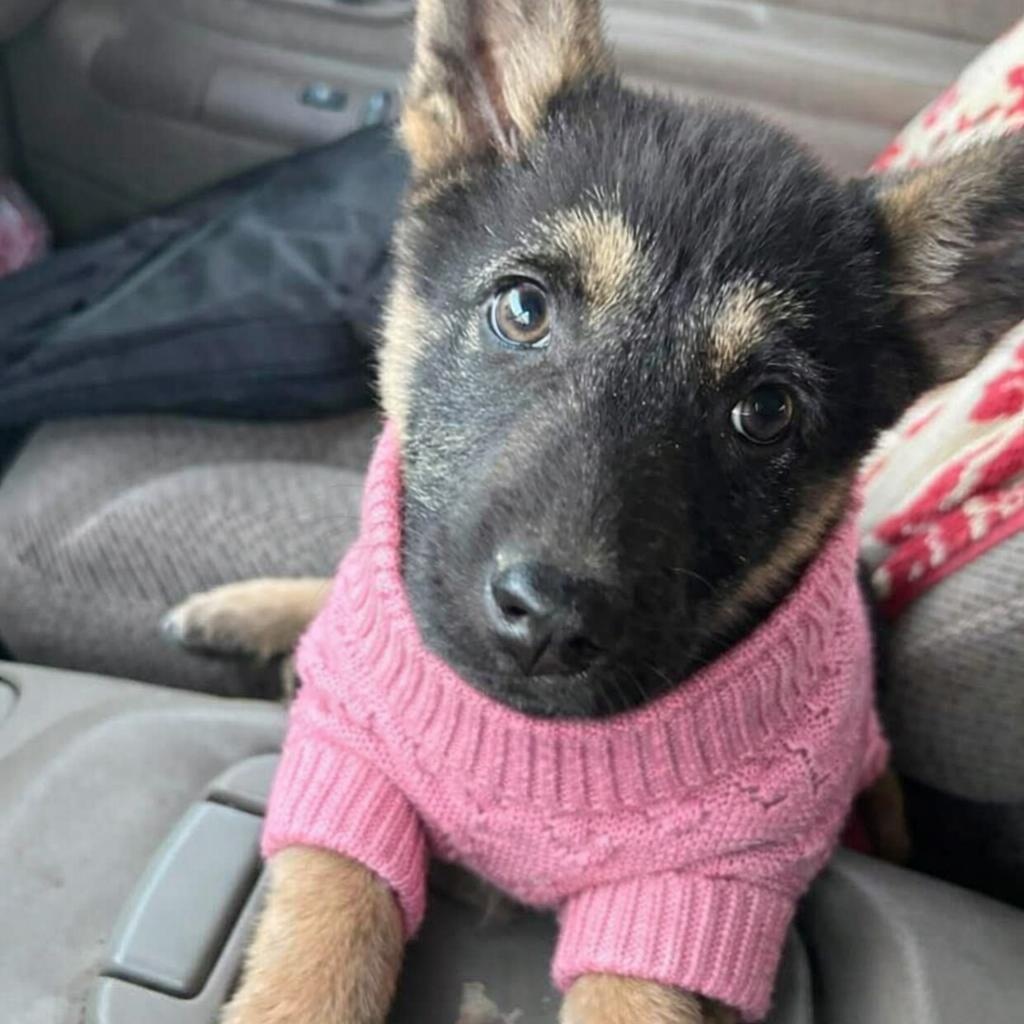 MAYA GS — thumbnail 2