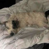 Enlarge Callie F, a Adoptable mixed breed in Somerset, KY image 9/12