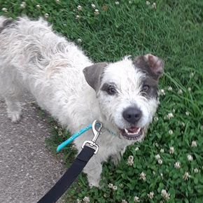 Enlarge Callie F, a Adoptable mixed breed in Somerset, KY image 10/12