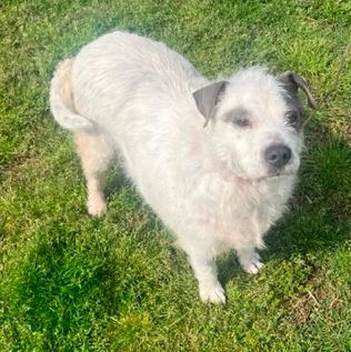 Enlarge Callie F, a Adoptable mixed breed in Somerset, KY image 11/12