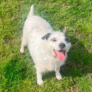 Enlarge Callie F, a Adoptable mixed breed in Somerset, KY image 12/12