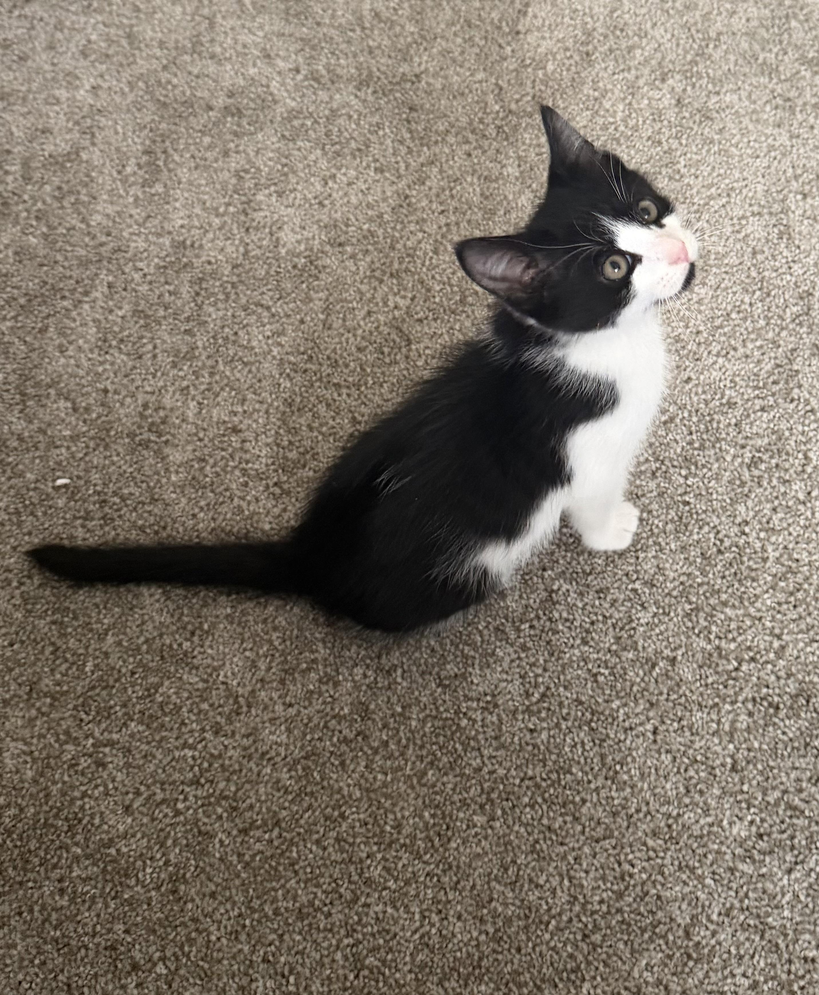 Truffle, a ADOPTABLE Domestic Medium Hair in Bonney Lake, WA image 4/6