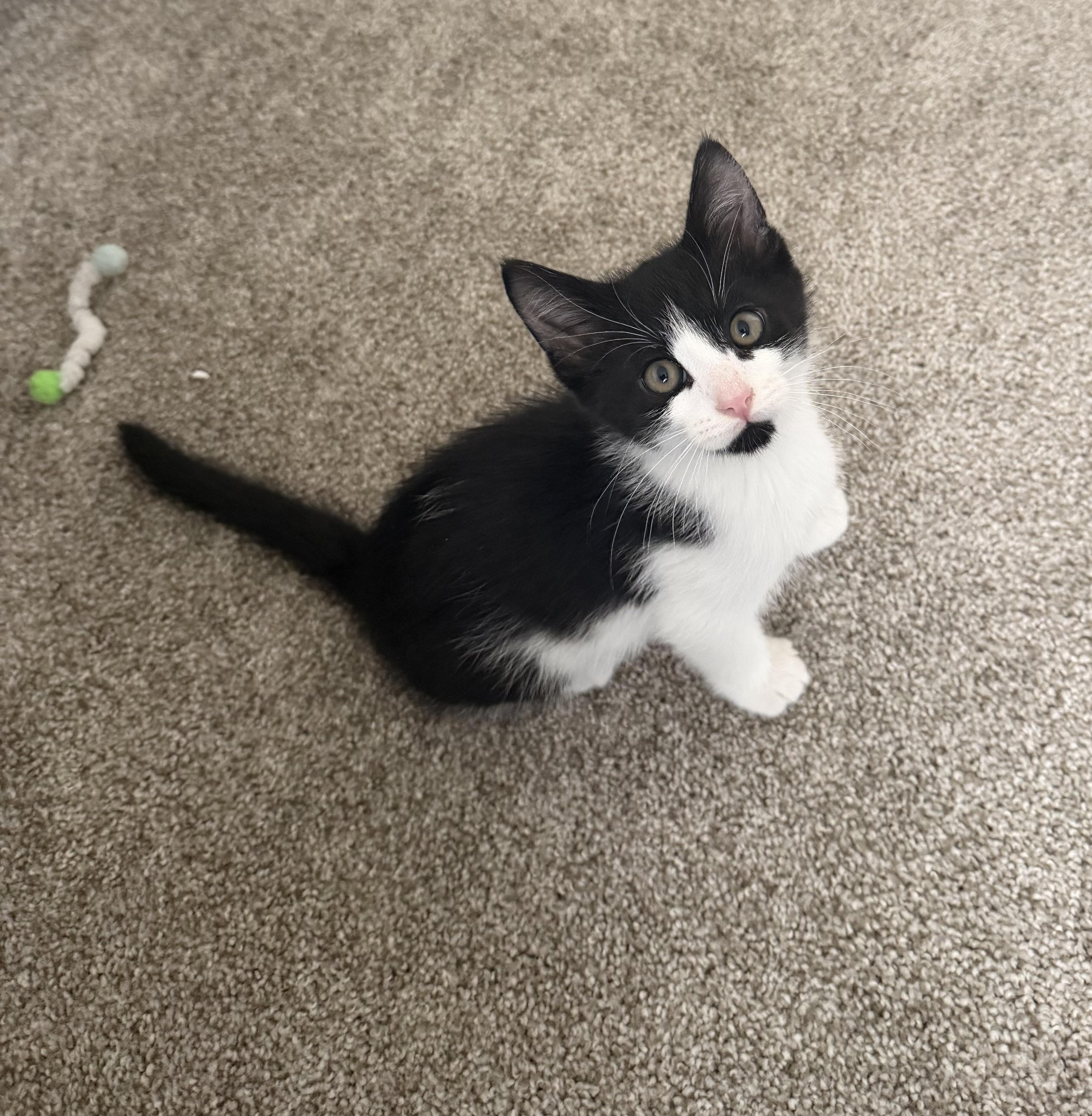 Truffle, a ADOPTABLE Domestic Medium Hair in Bonney Lake, WA image 3/6