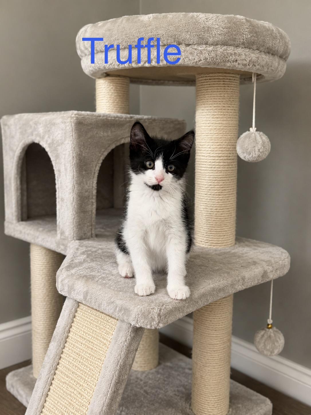 Truffle, a ADOPTABLE Domestic Medium Hair in Bonney Lake, WA image 1/6