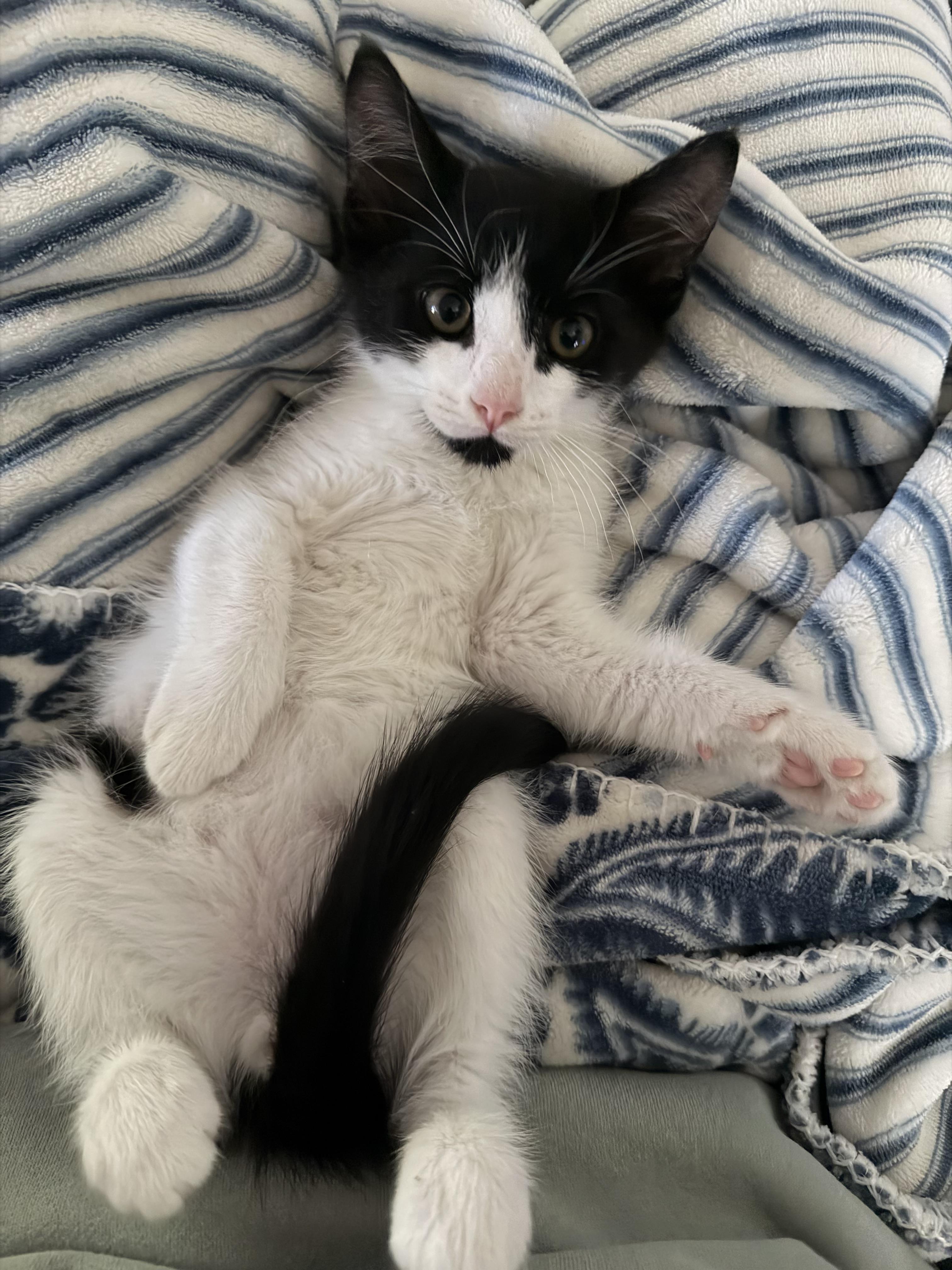 Truffle, a ADOPTABLE Domestic Medium Hair in Bonney Lake, WA image 2/6