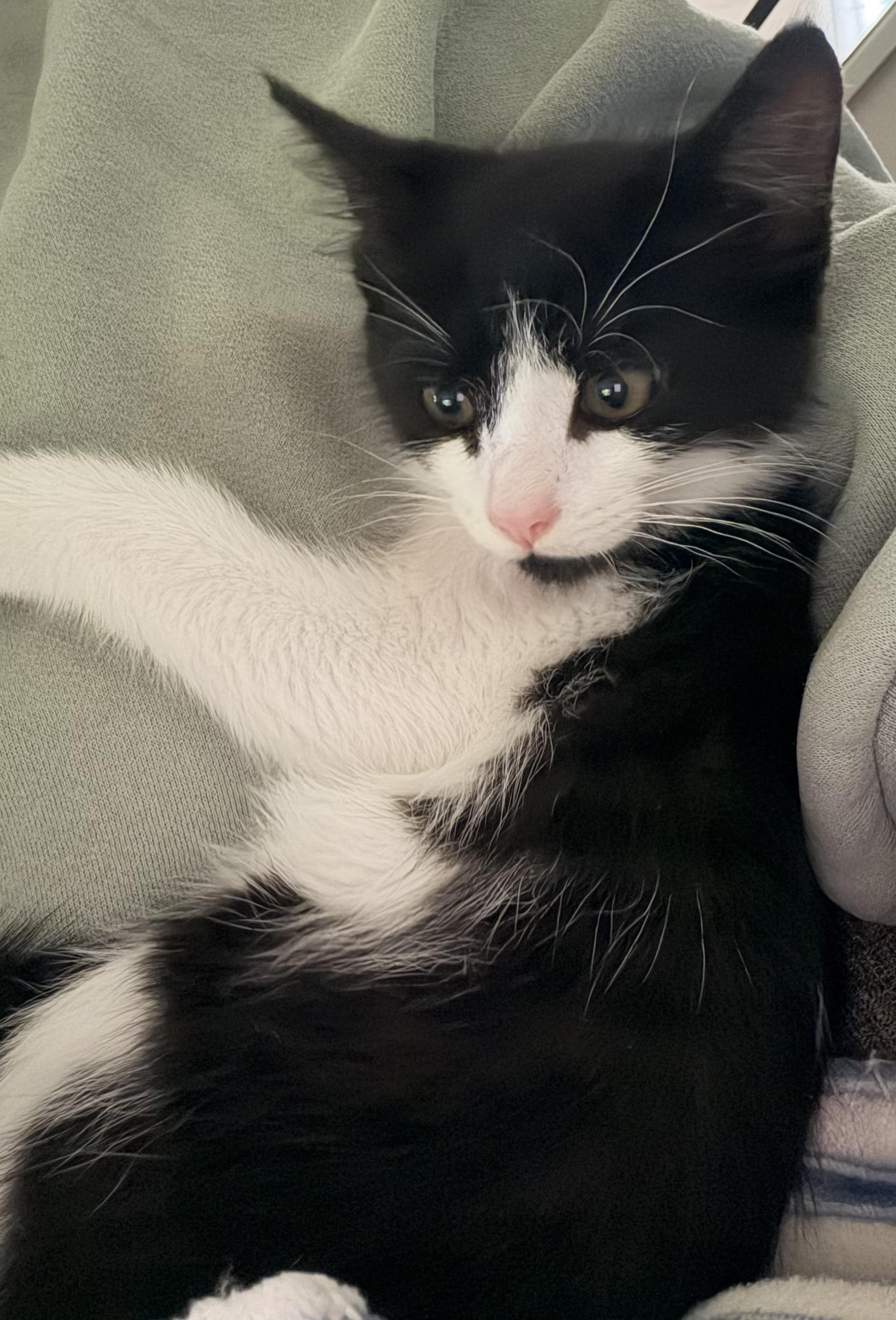 Truffle, a ADOPTABLE Domestic Medium Hair in Bonney Lake, WA image 5/6