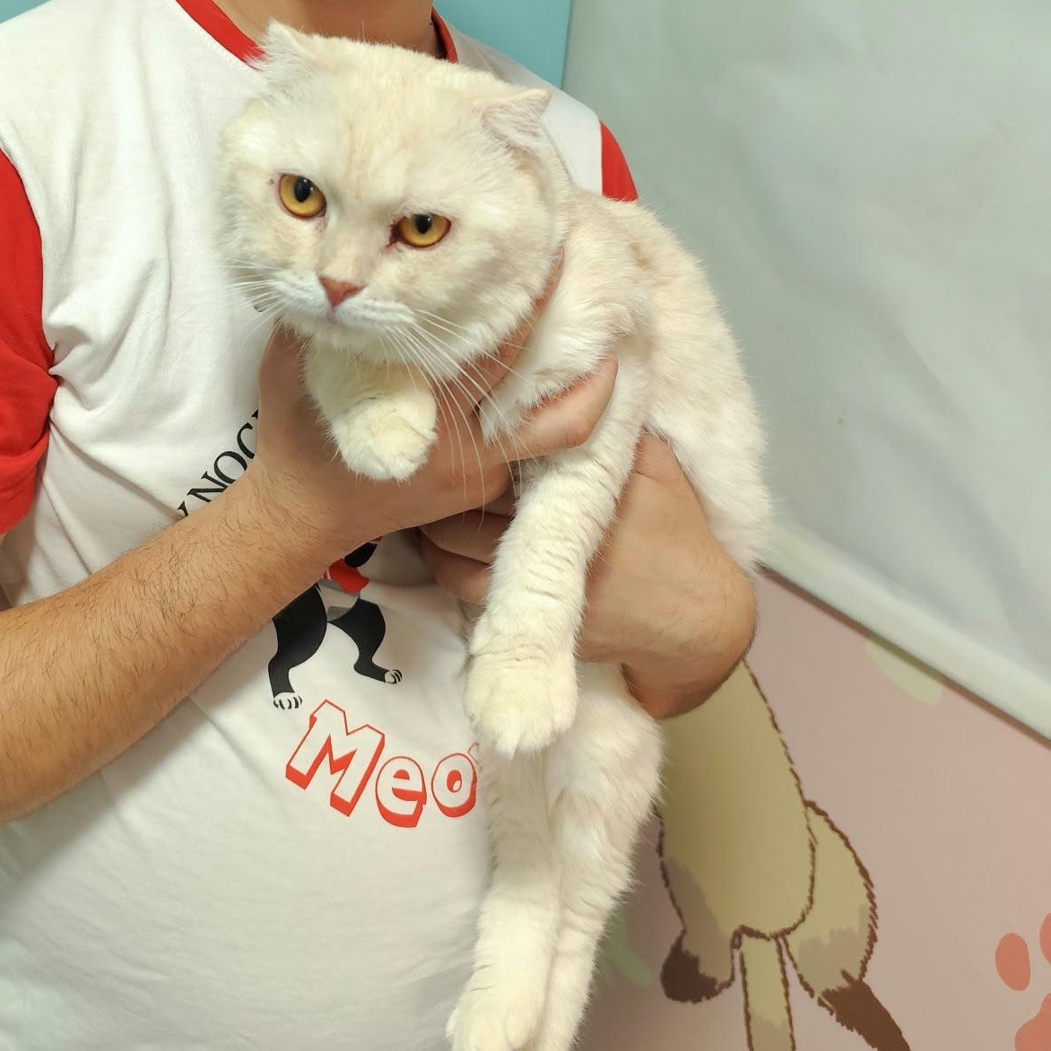 Hamish McBain, Adoptable, Young Male Scottish Fold.