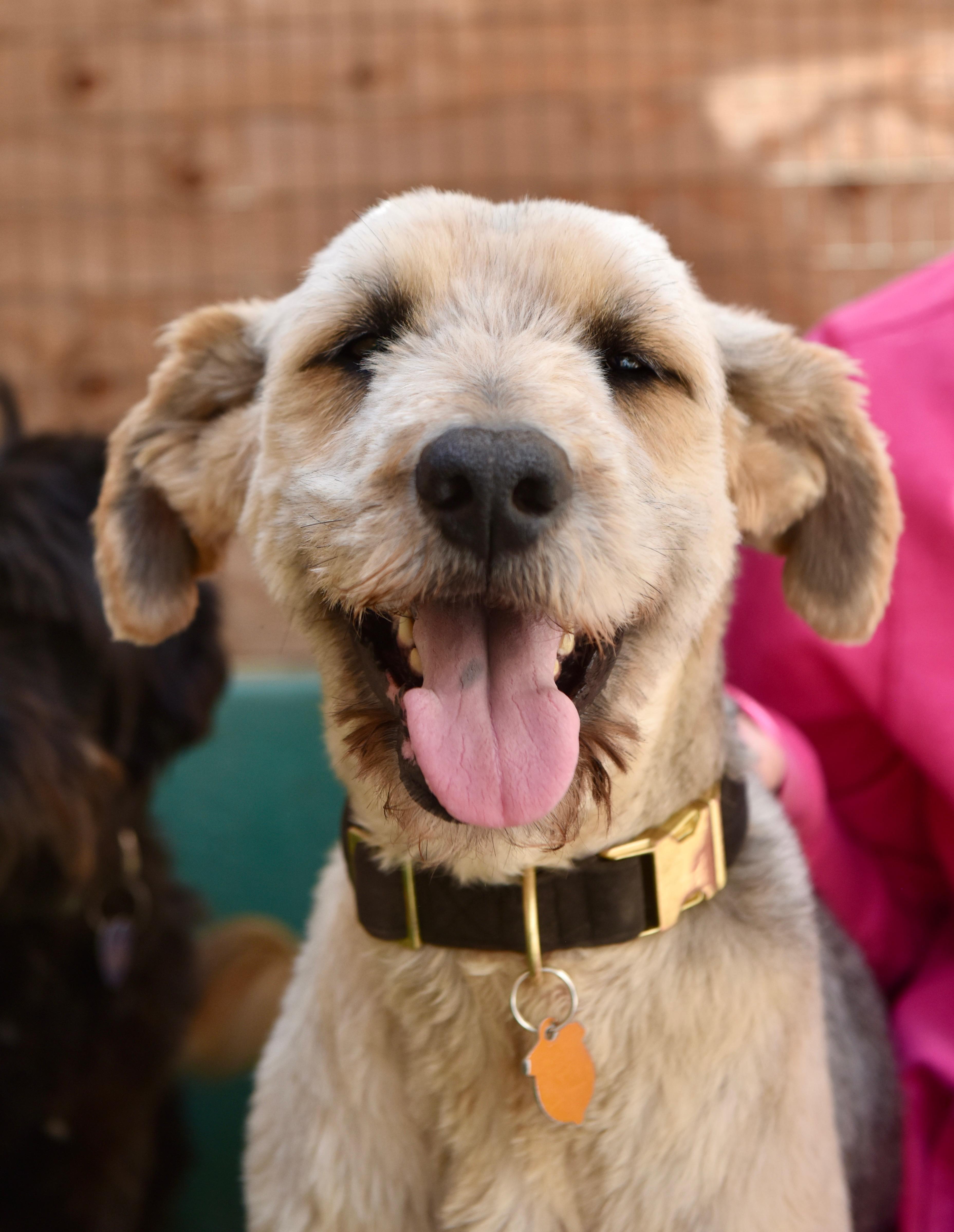 Dougie, a ADOPTABLE mixed breed in San Diego, CA image 1/5