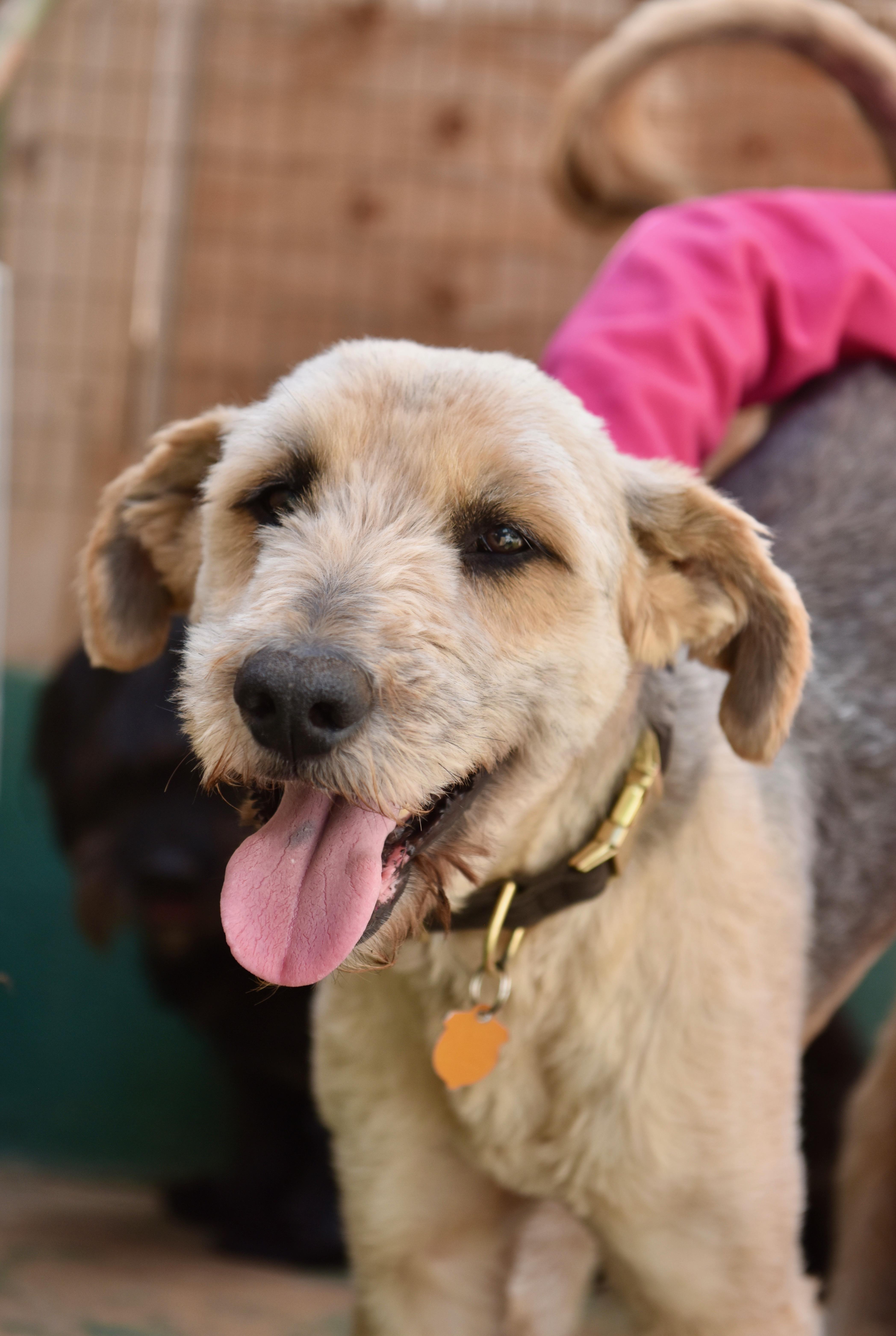 Dougie, a ADOPTABLE mixed breed in San Diego, CA image 5/5