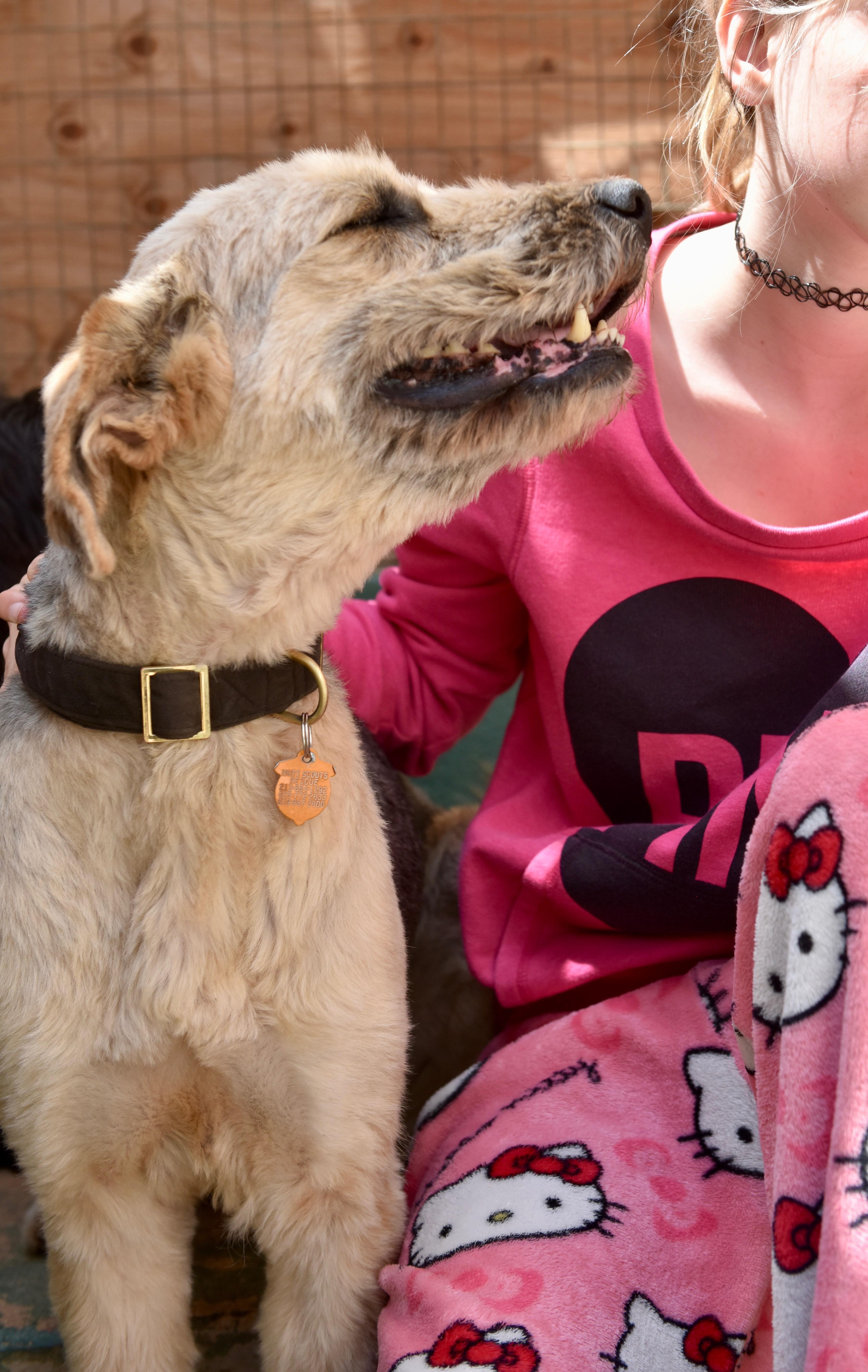 Dougie, a ADOPTABLE mixed breed in San Diego, CA image 3/5
