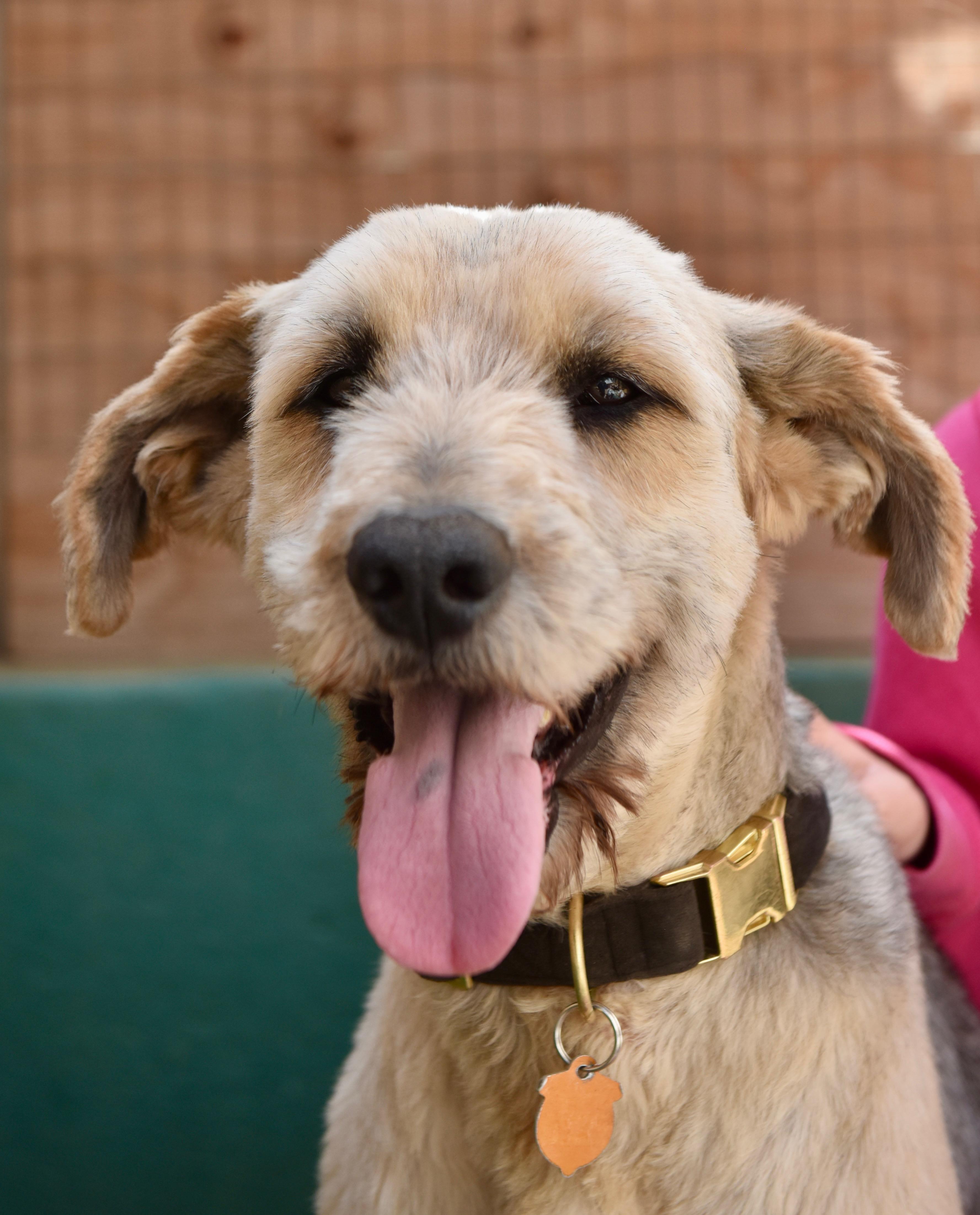 Dougie, a ADOPTABLE mixed breed in San Diego, CA image 4/5