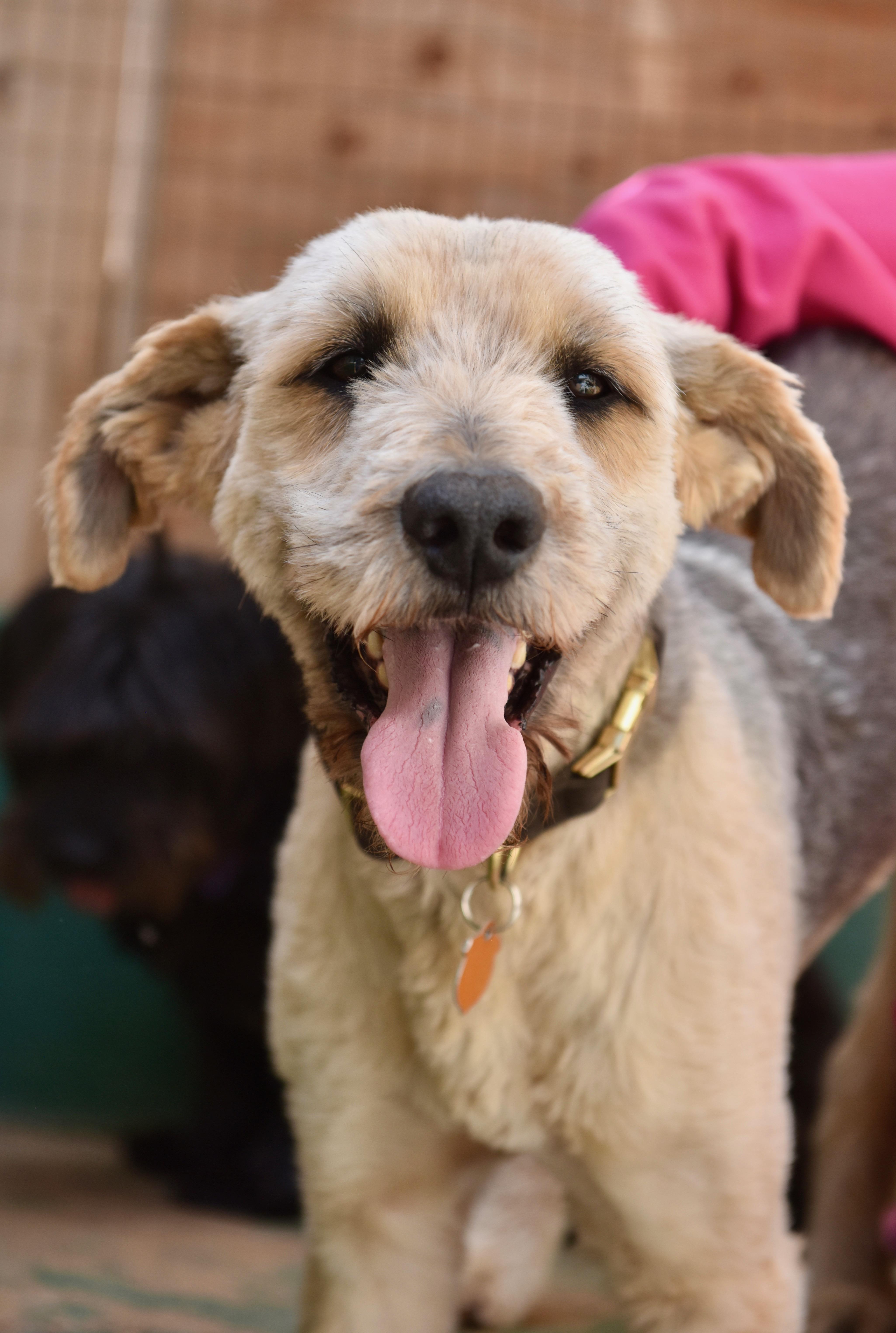 Dougie, a ADOPTABLE mixed breed in San Diego, CA image 2/5
