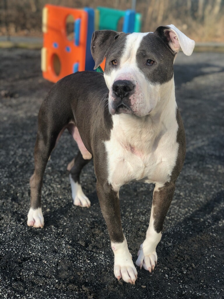 ~~urgent~~ Denver, Adopted, Adult Male Pit Bull Terrier.