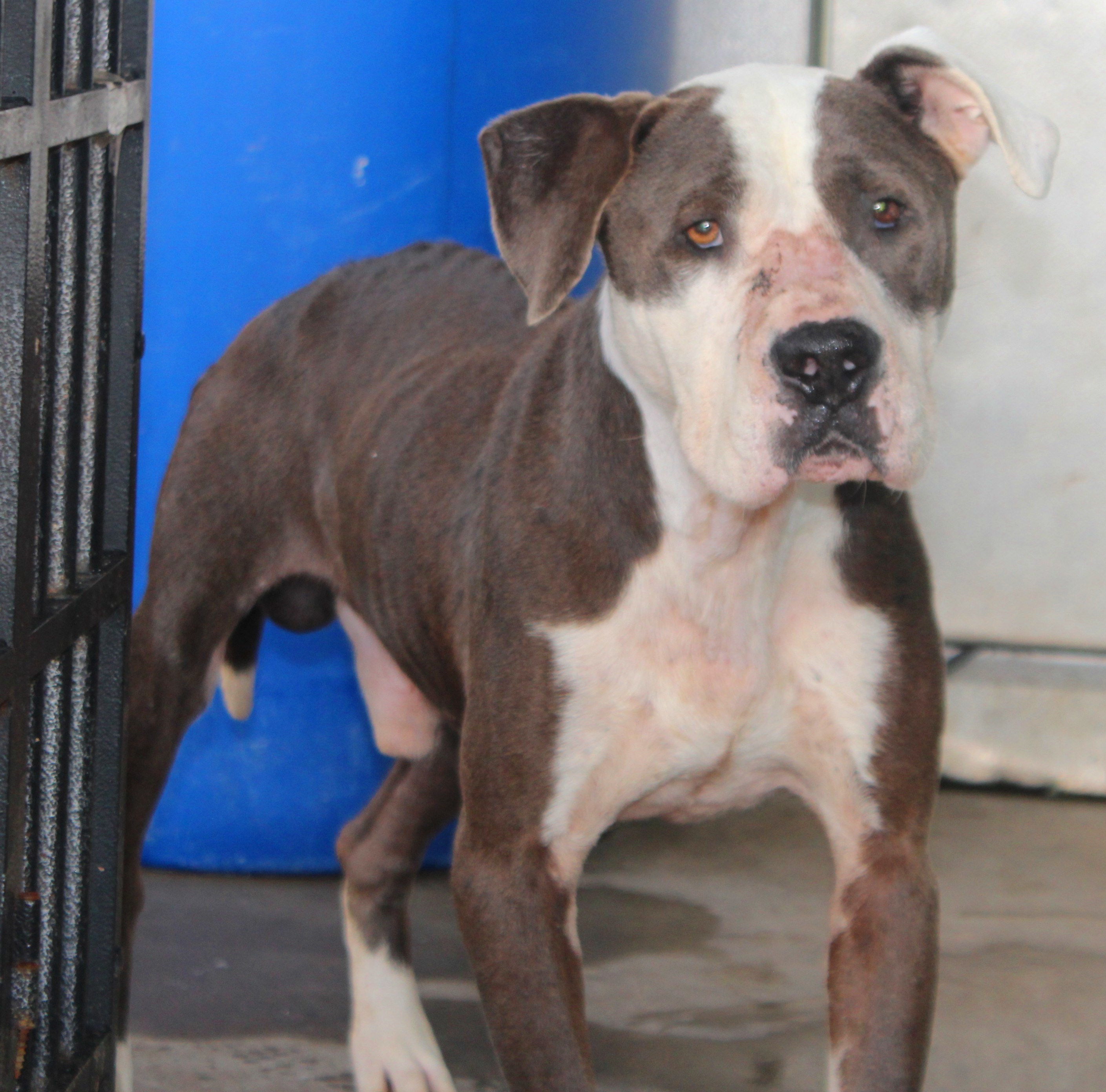 Enlarge ~~urgent~~ Denver, a Adopted Pit Bull Terrier in Burlington, NC image 2/12