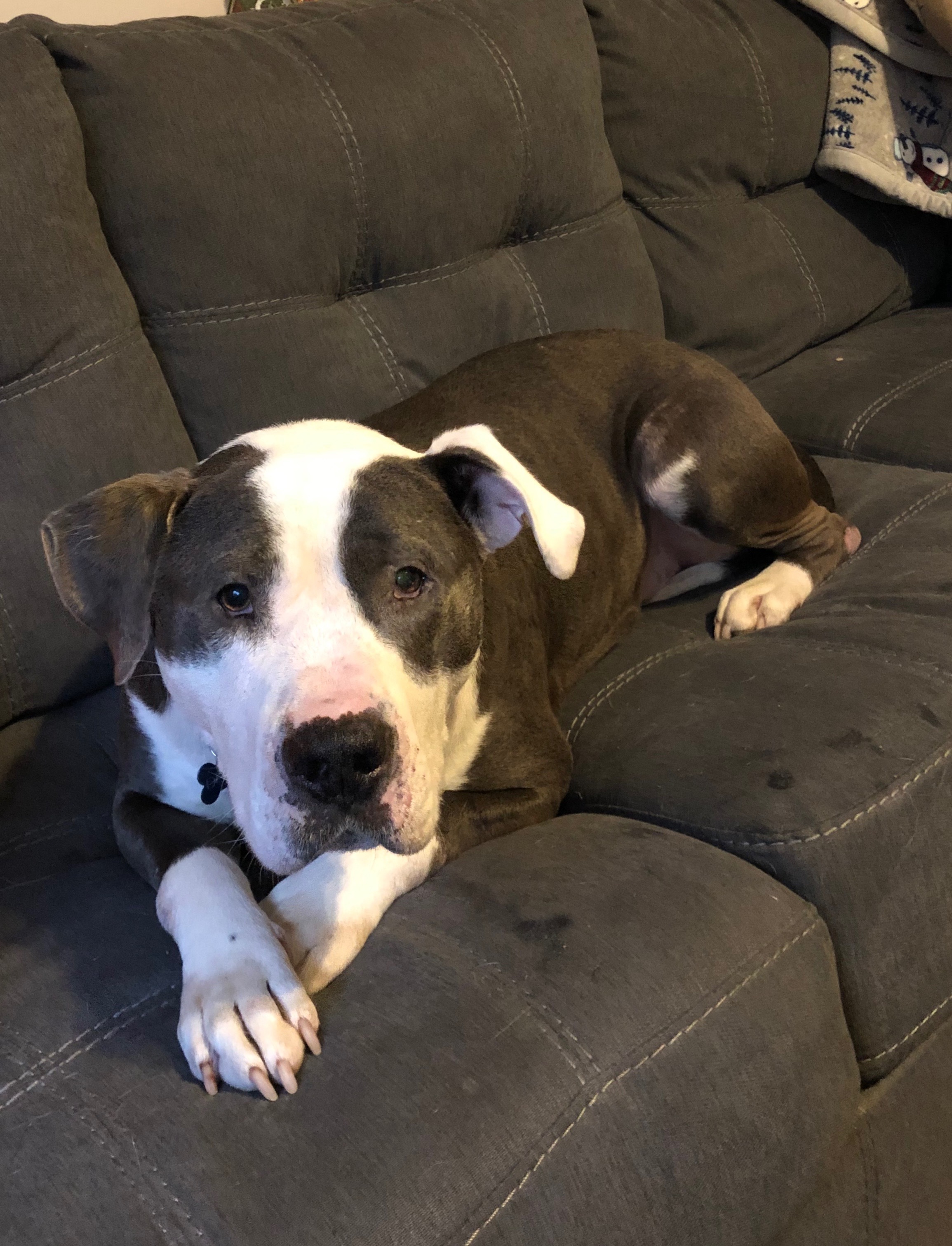 Enlarge ~~urgent~~ Denver, a Adopted Pit Bull Terrier in Burlington, NC image 3/12