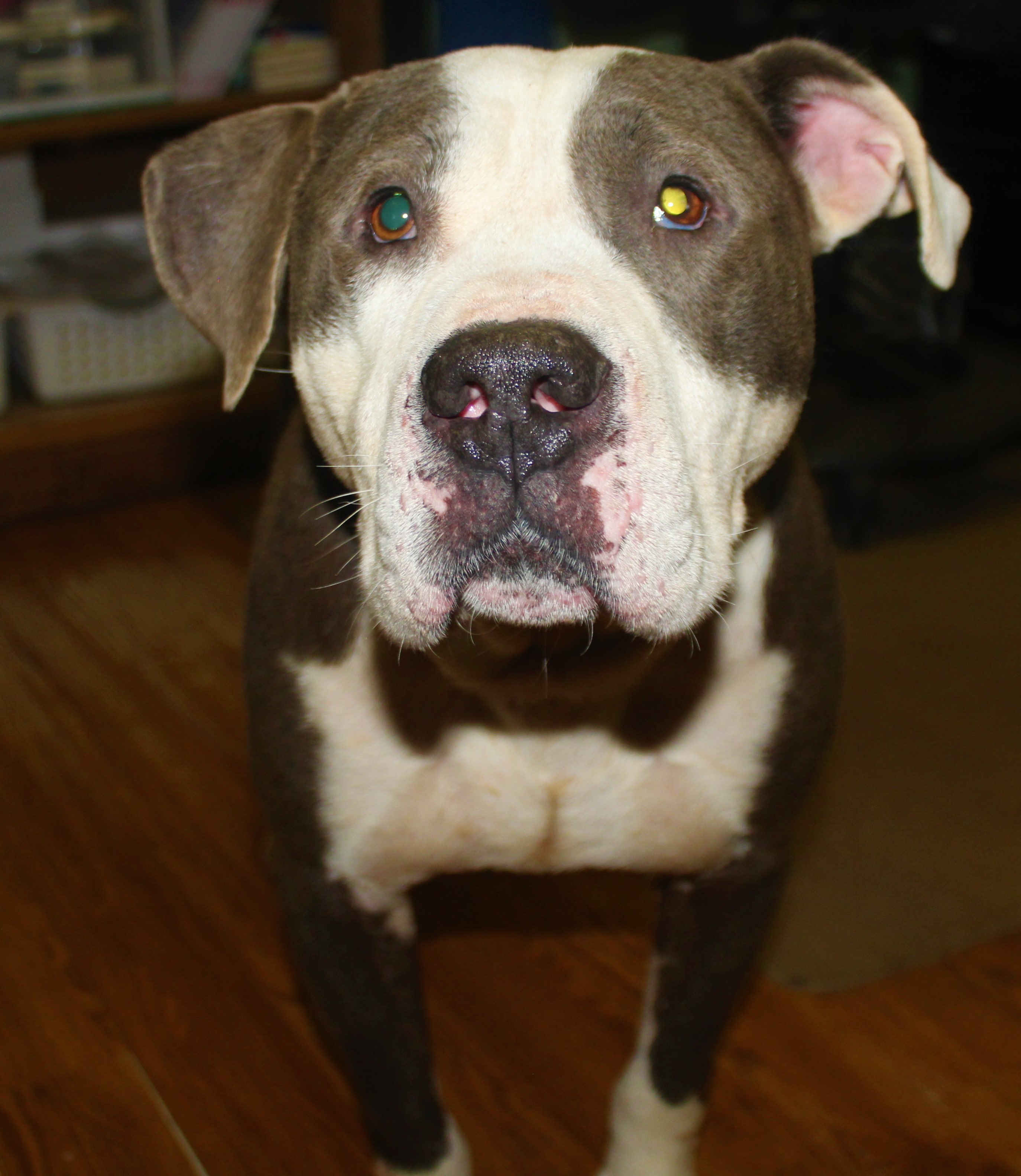 Enlarge ~~urgent~~ Denver, a Adopted Pit Bull Terrier in Burlington, NC image 4/12