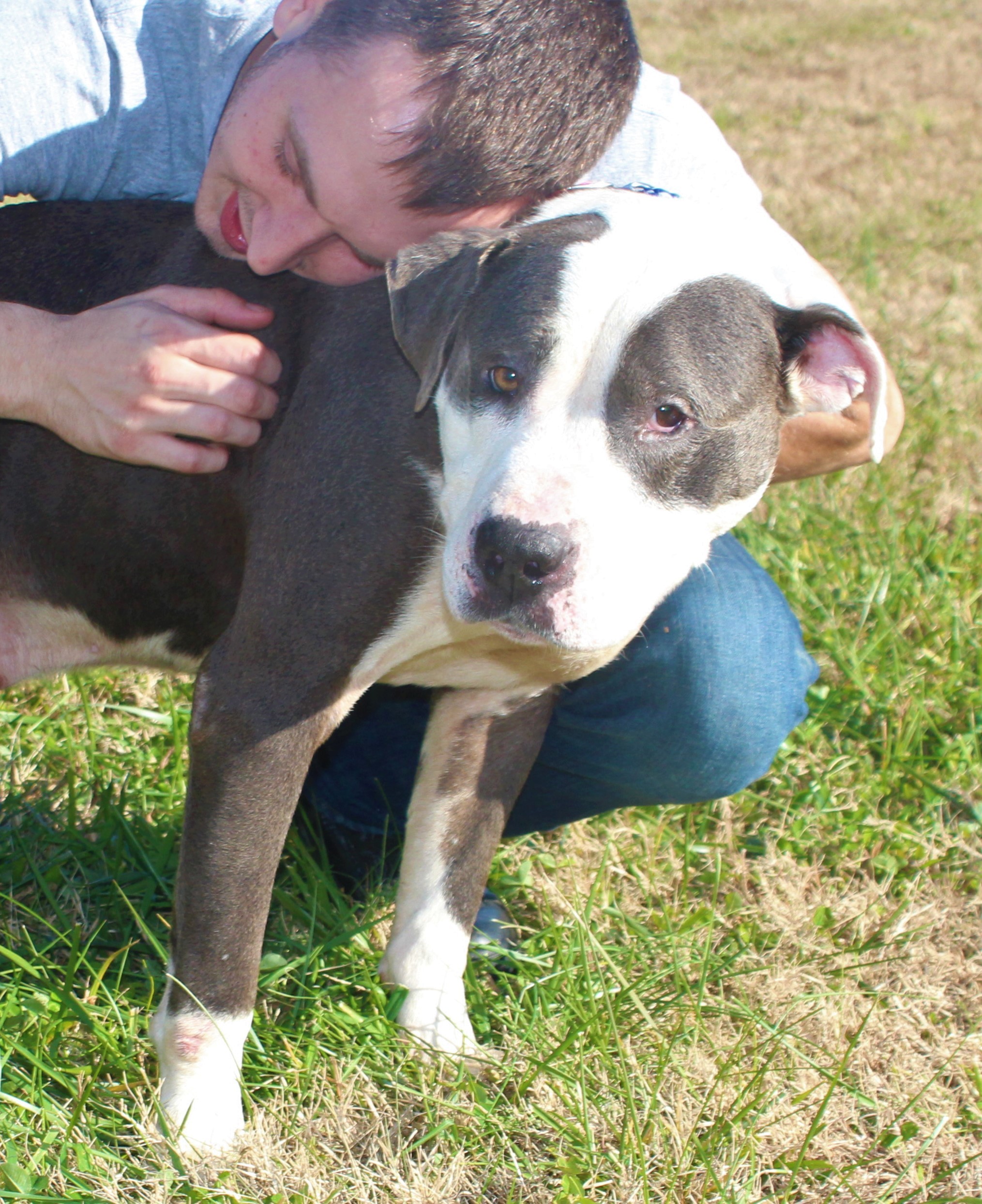 Enlarge ~~urgent~~ Denver, a Adopted Pit Bull Terrier in Burlington, NC image 5/12
