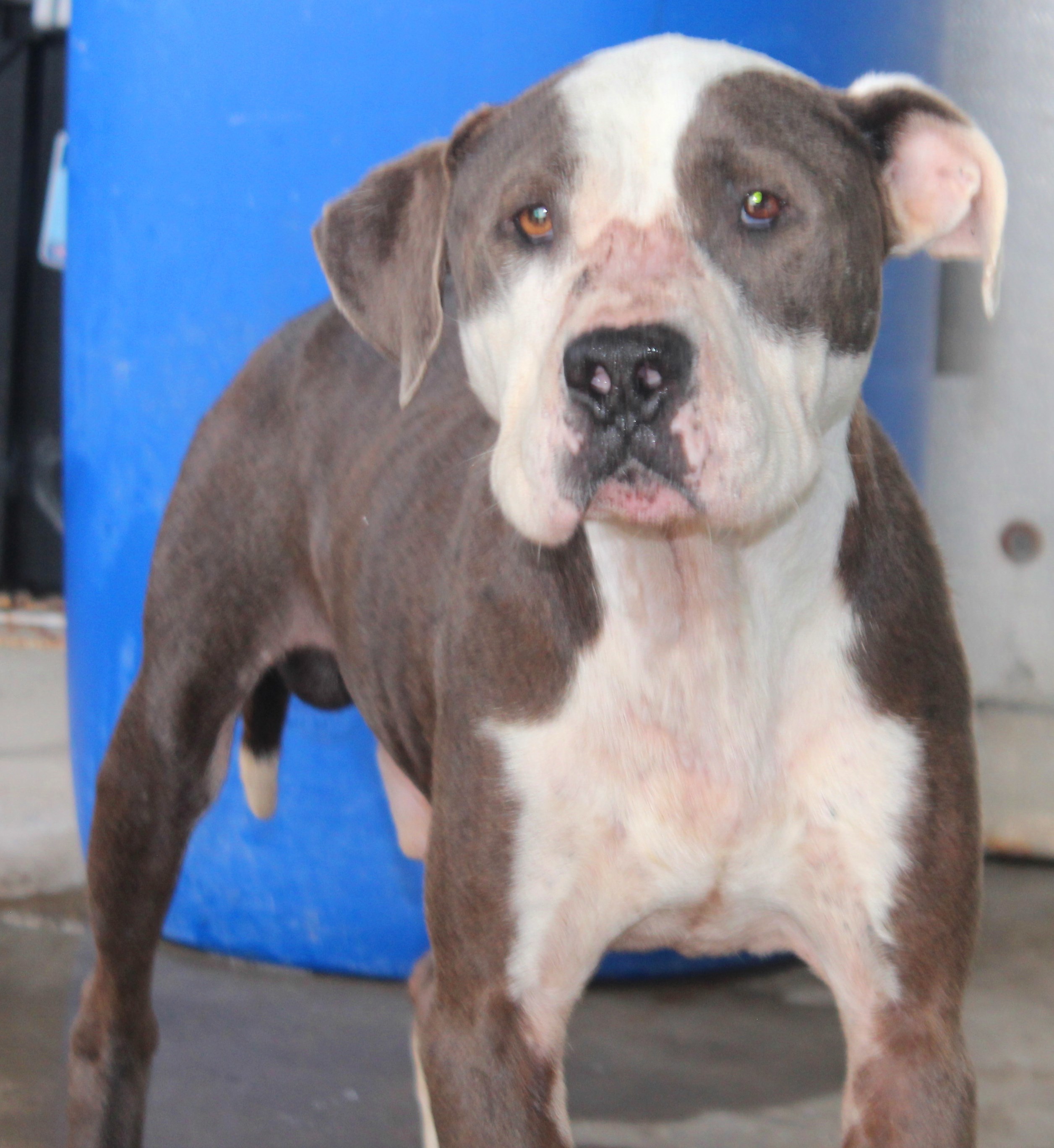 Enlarge ~~urgent~~ Denver, a Adopted Pit Bull Terrier in Burlington, NC image 6/12