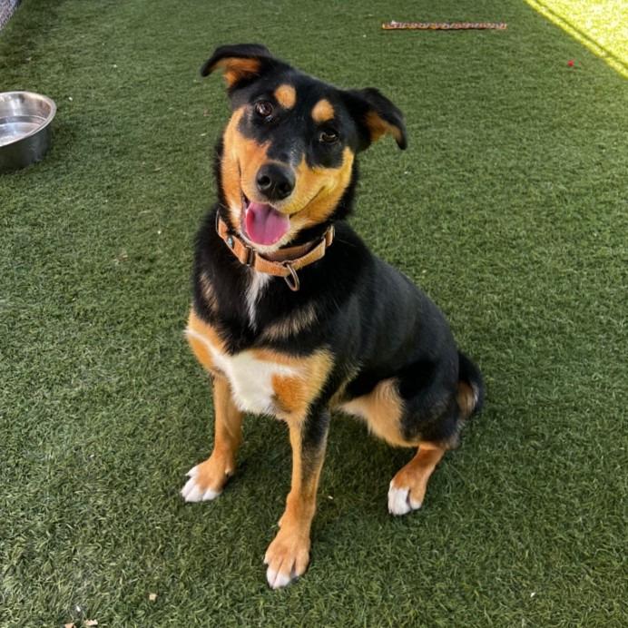 Pharaoh, a Adoptable mixed breed in Sunrise Beach, MO image 1/6