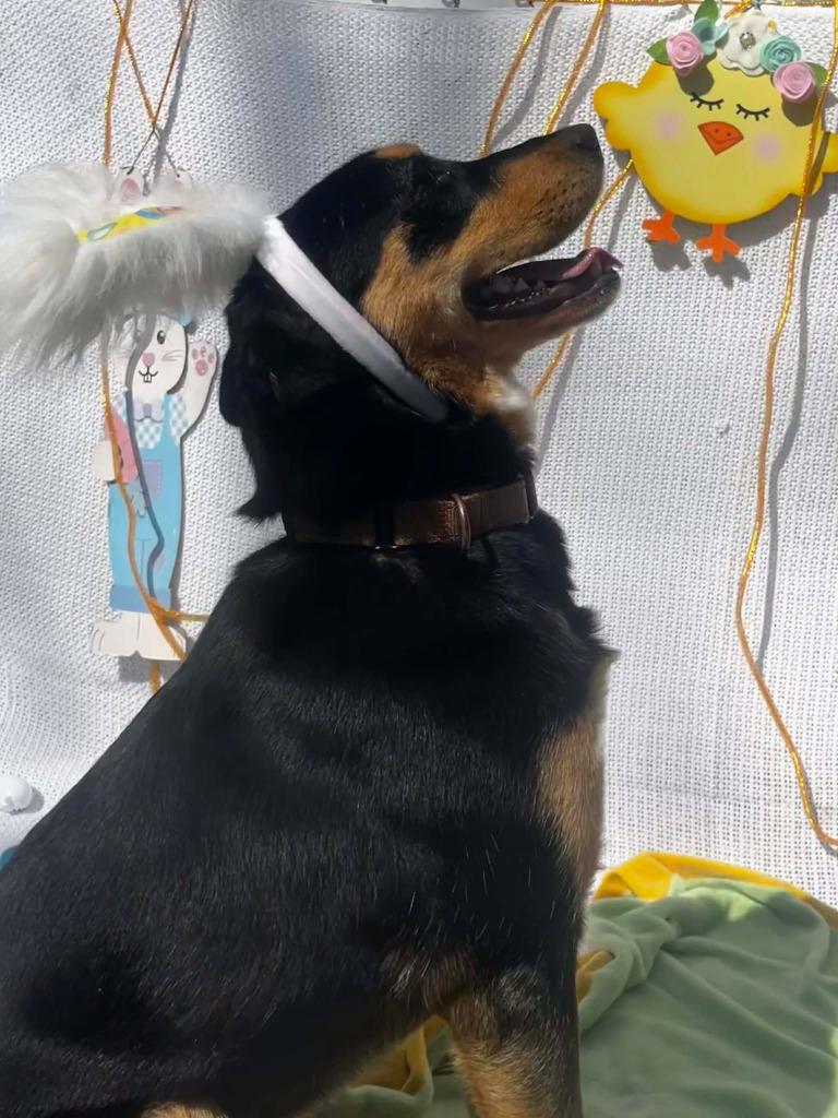 Pharaoh, Adoptable, Young Female Hound.