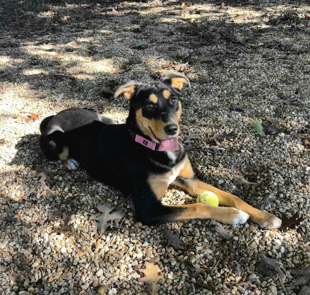 Enlarge Pharaoh, a Adoptable mixed breed in Sunrise Beach, MO image 2/5