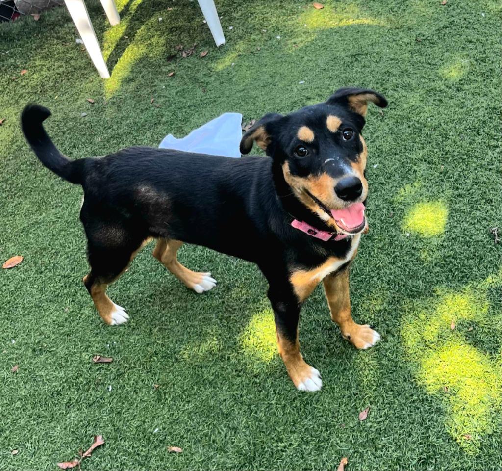 Enlarge Pharaoh, a Adoptable mixed breed in Sunrise Beach, MO image 3/5