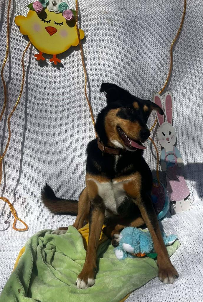 Enlarge Pharaoh, a Adoptable mixed breed in Sunrise Beach, MO image 4/5