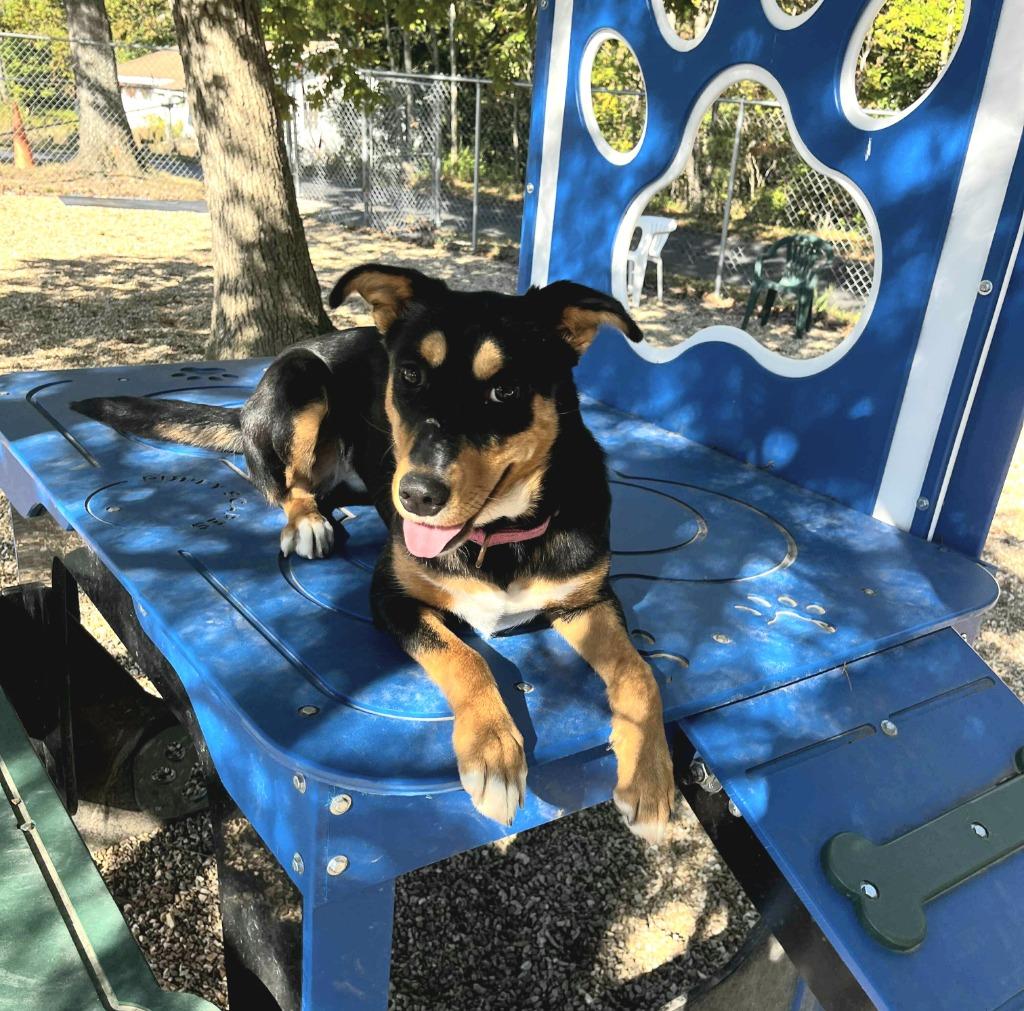 Enlarge Pharaoh, a Adoptable mixed breed in Sunrise Beach, MO image 5/5