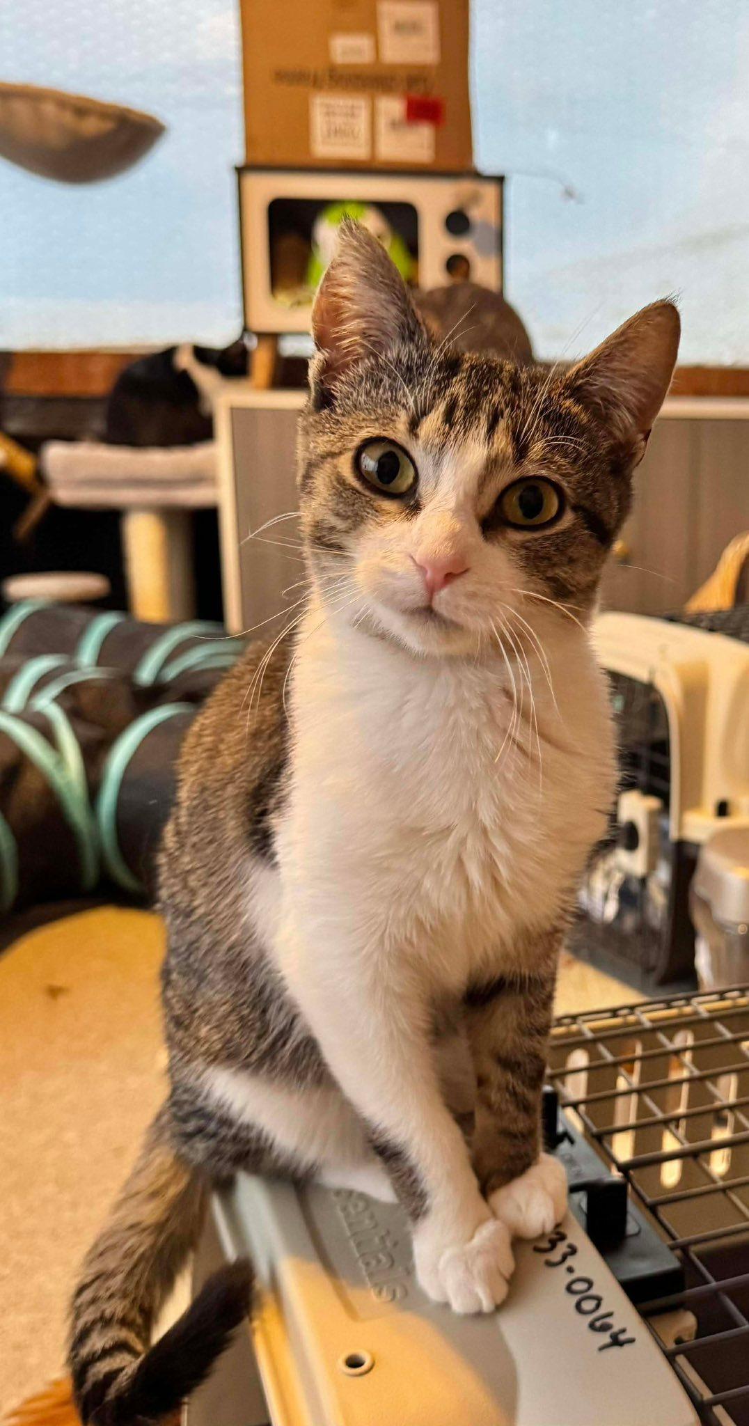 Enlarge Chickadee, an adoptable Tabby in Ashton, ON image 2/4
