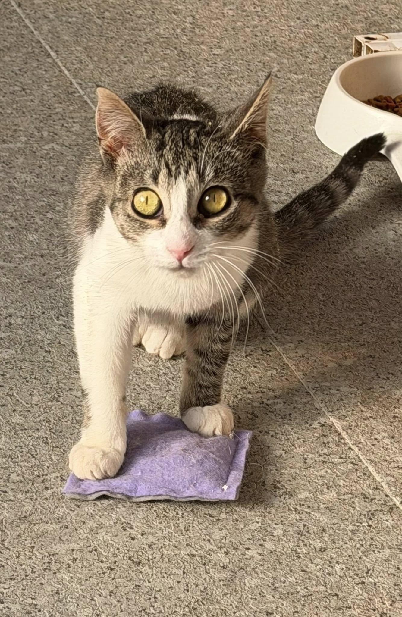 Enlarge Chickadee, an adoptable Tabby in Ashton, ON image 4/4