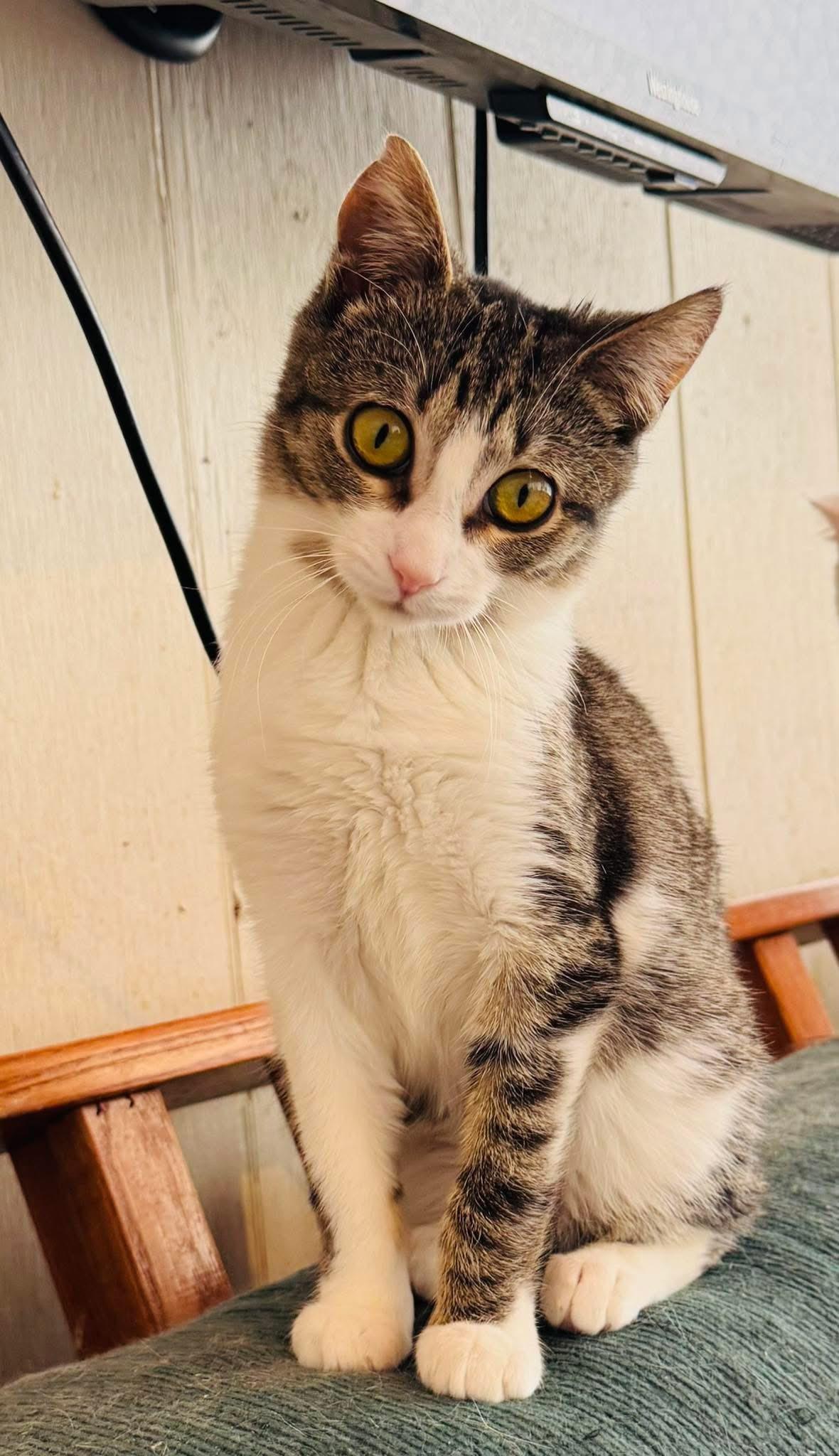 Chickadee, adoptable, Young Female Tabby.
