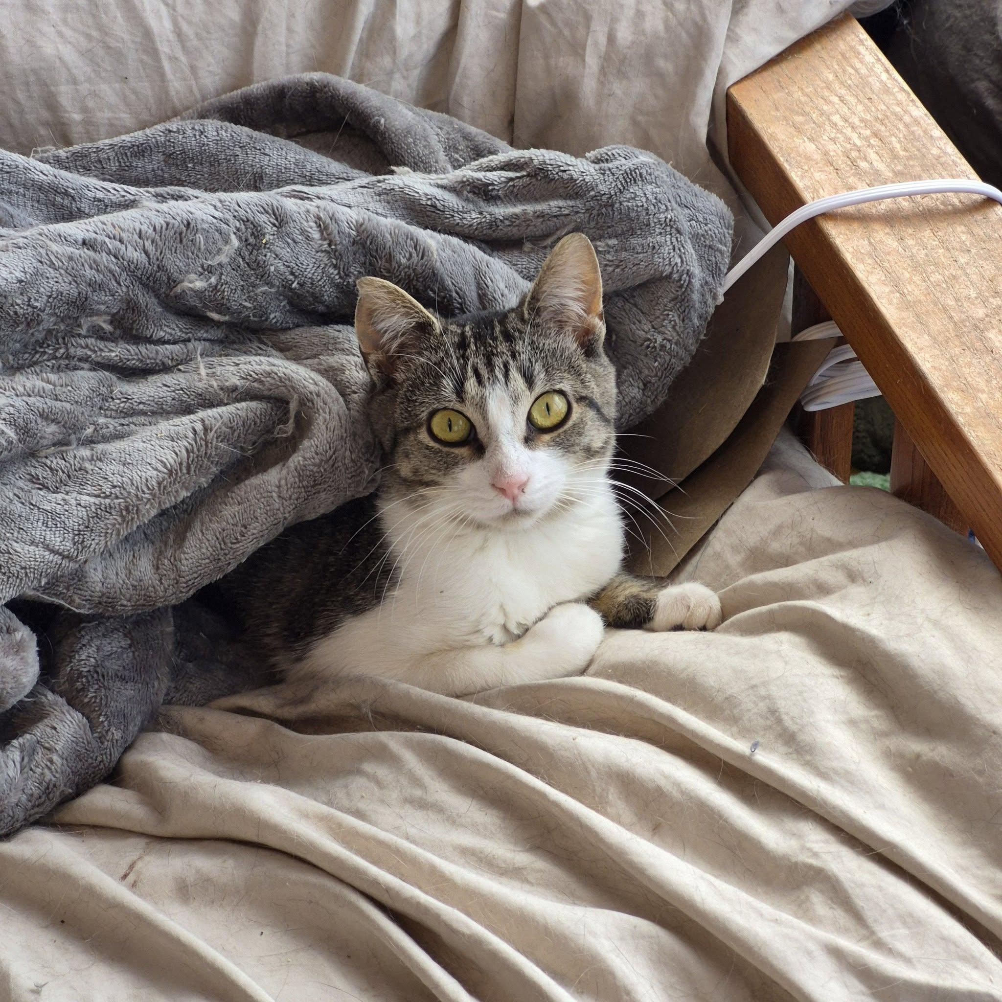 Enlarge Chickadee, an adoptable Tabby in Ashton, ON image 3/4