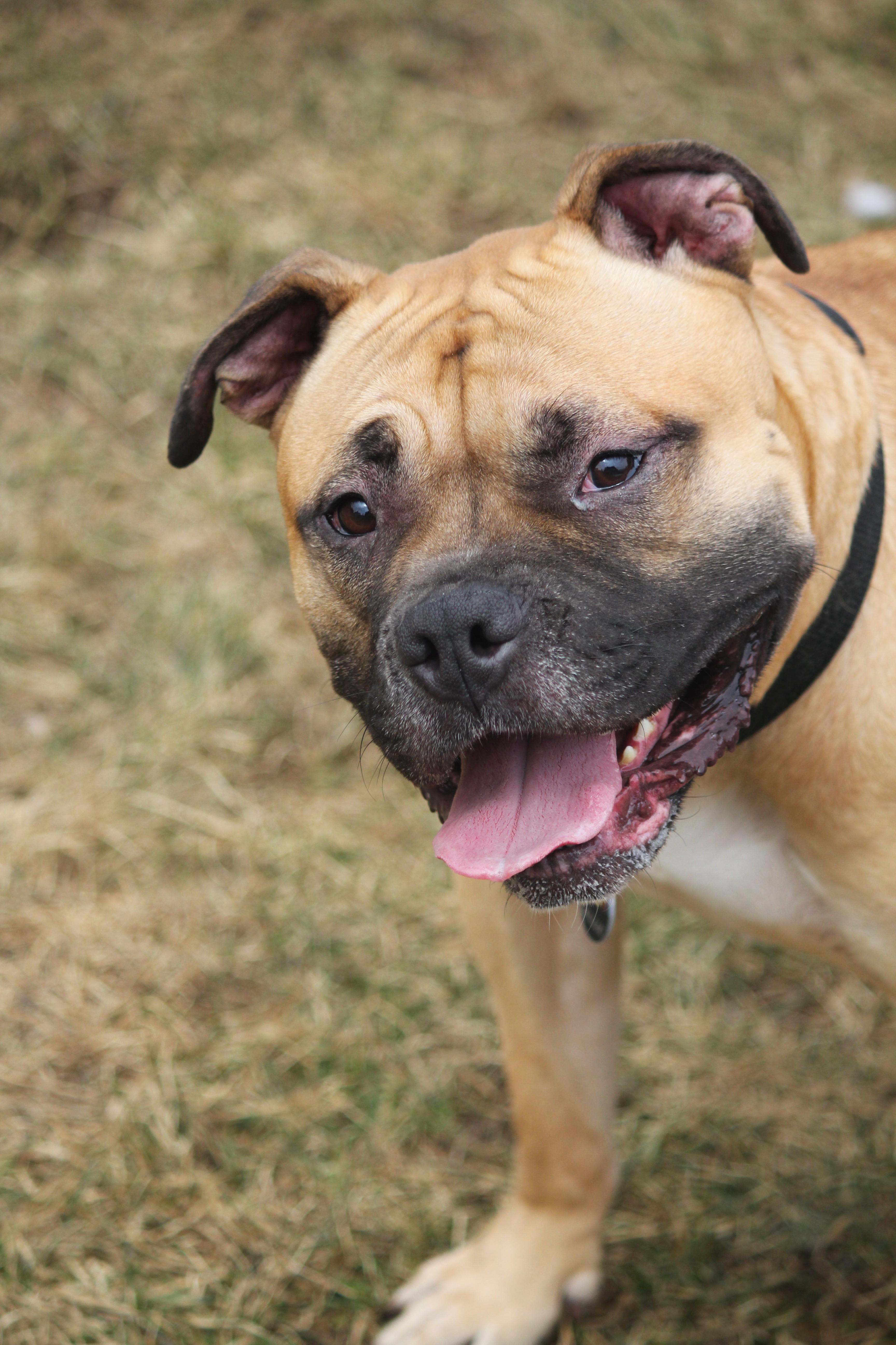 Enlarge Millie, an adopted mixed breed in Hayward, WI image 1/3