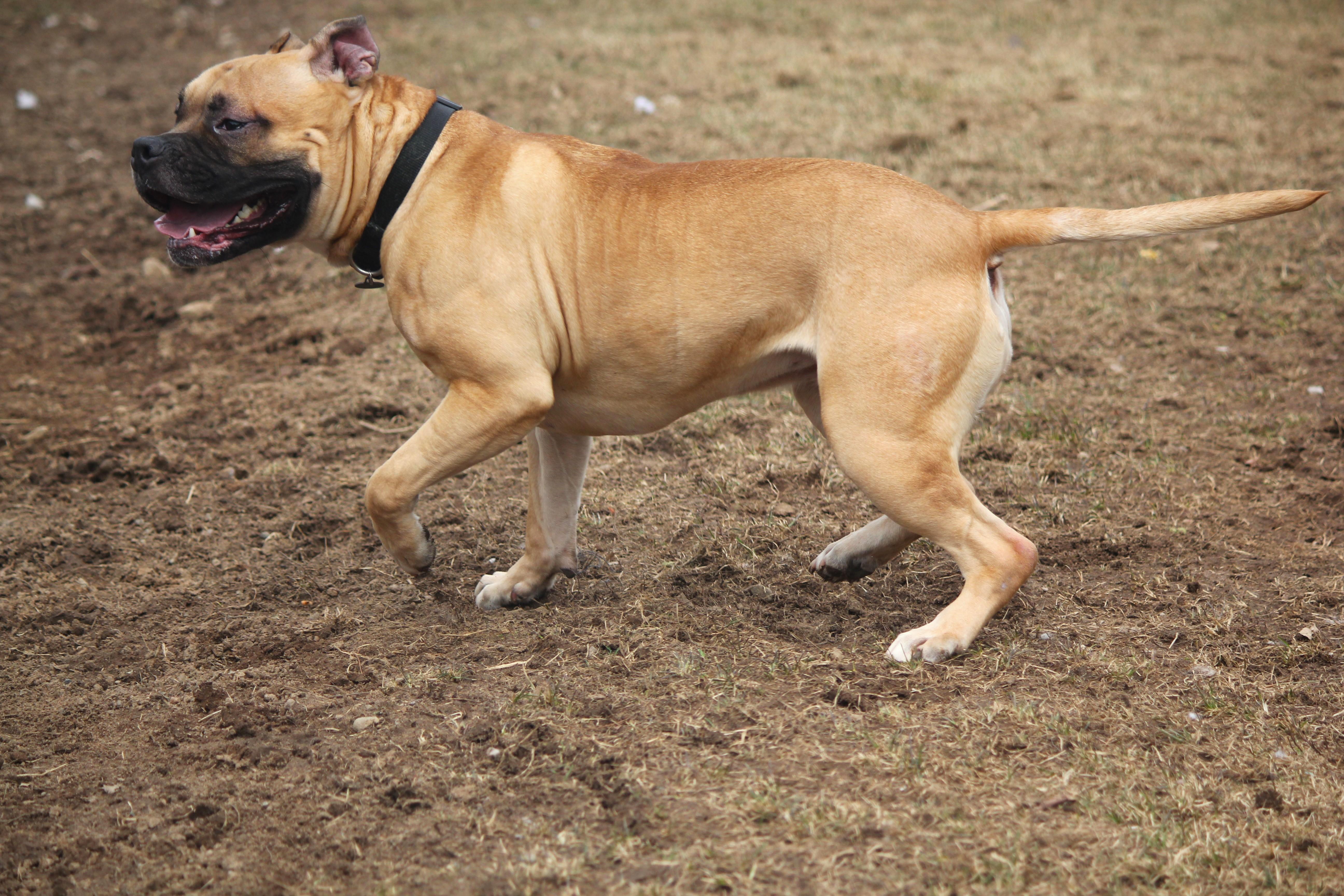 Enlarge Millie, an adopted mixed breed in Hayward, WI image 2/3