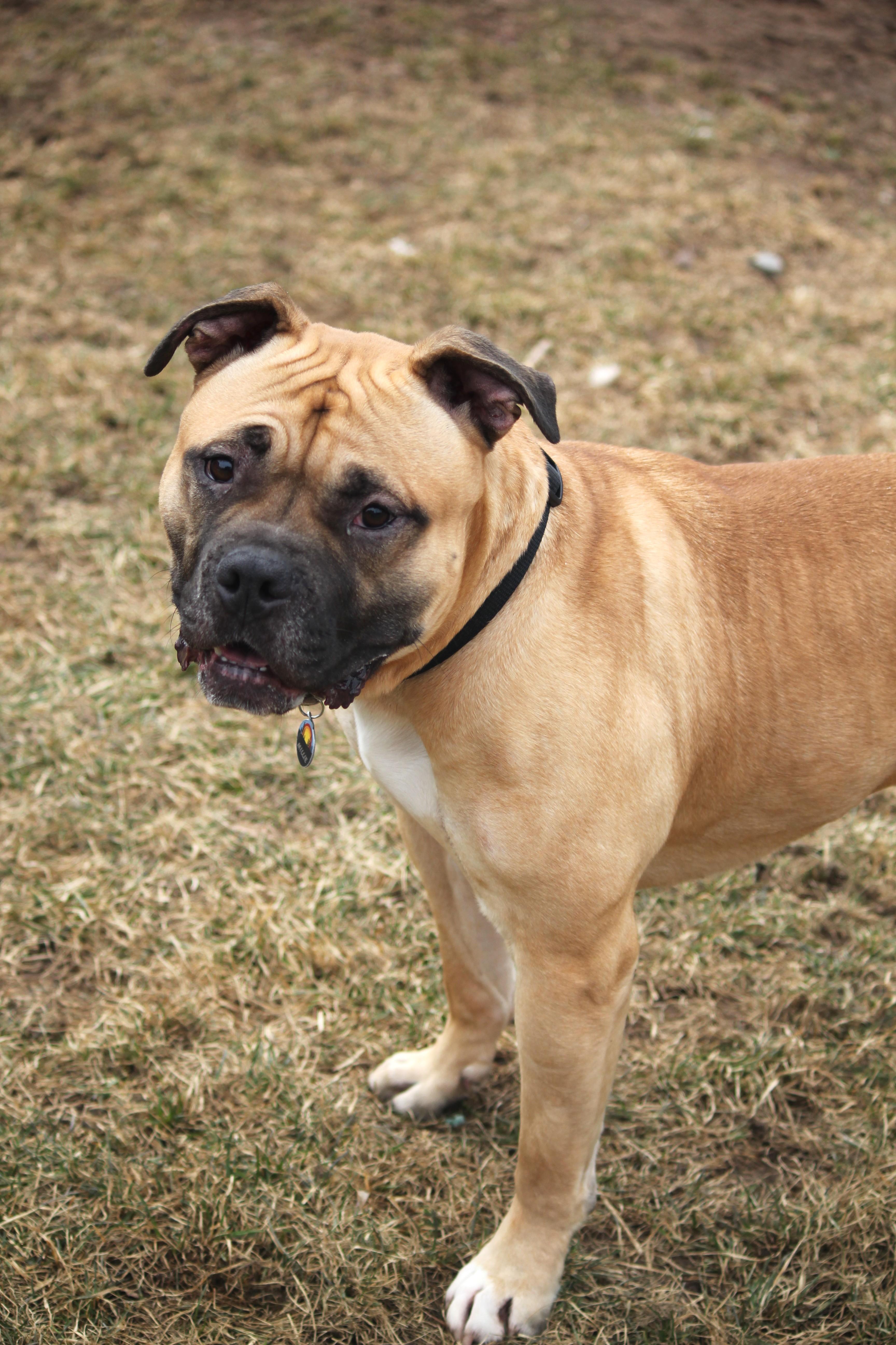 Enlarge Millie, an adopted mixed breed in Hayward, WI image 3/3