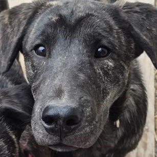 Darcy, ADOPTABLE, Puppy Female Labrador Retriever & Shepherd.
