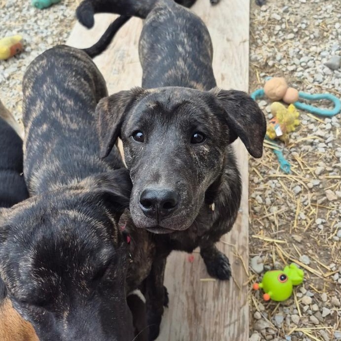 Darcy, a ADOPTABLE mixed breed in Richmond Hill, ON image 3/3