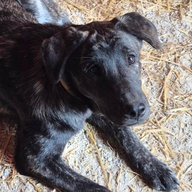 Darcy, a ADOPTABLE mixed breed in Richmond Hill, ON image 2/3