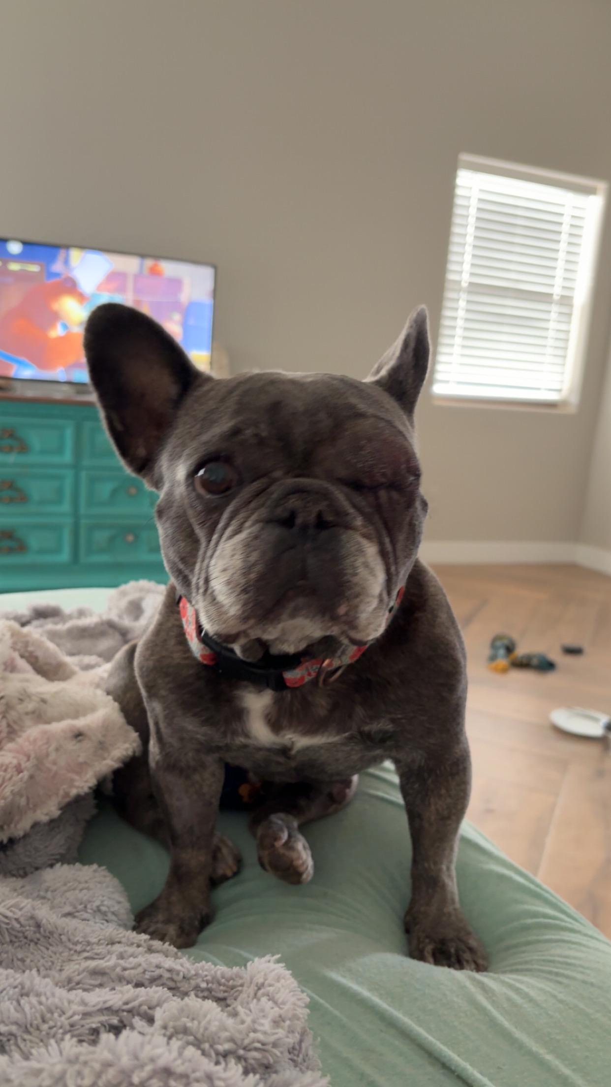 Enlarge DD, a Adoptable French Bulldog in Chandler, AZ image 2/2