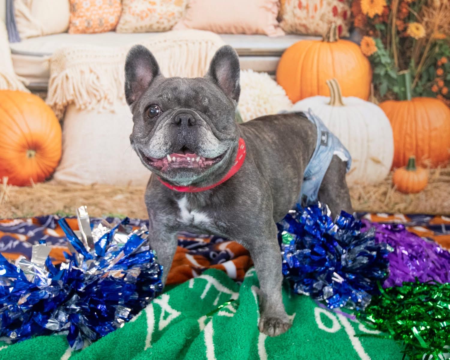 DD, Adoptable, Adult Female French Bulldog.
