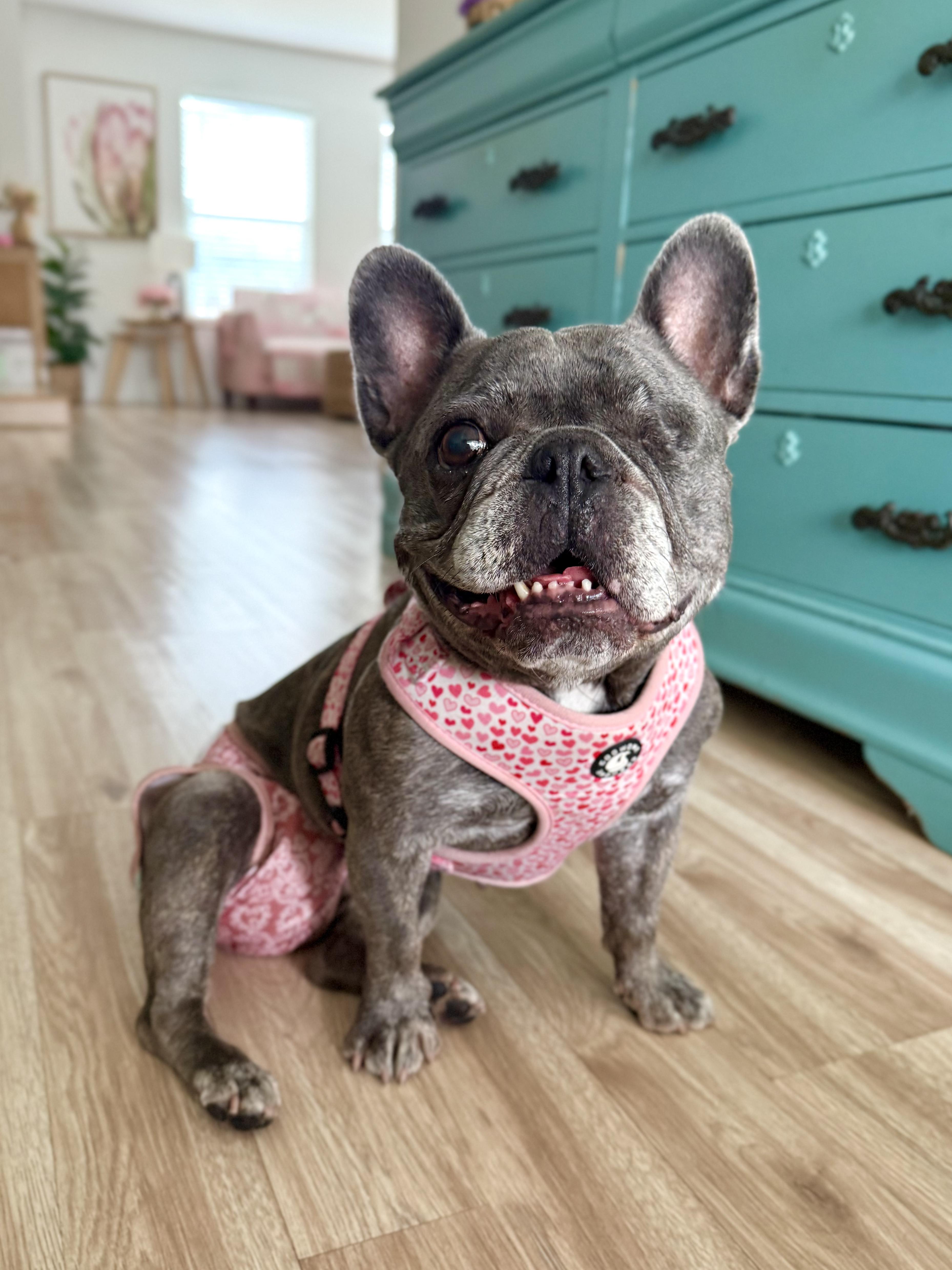 Enlarge DD, a Adoptable French Bulldog in Chandler, AZ image 1/3